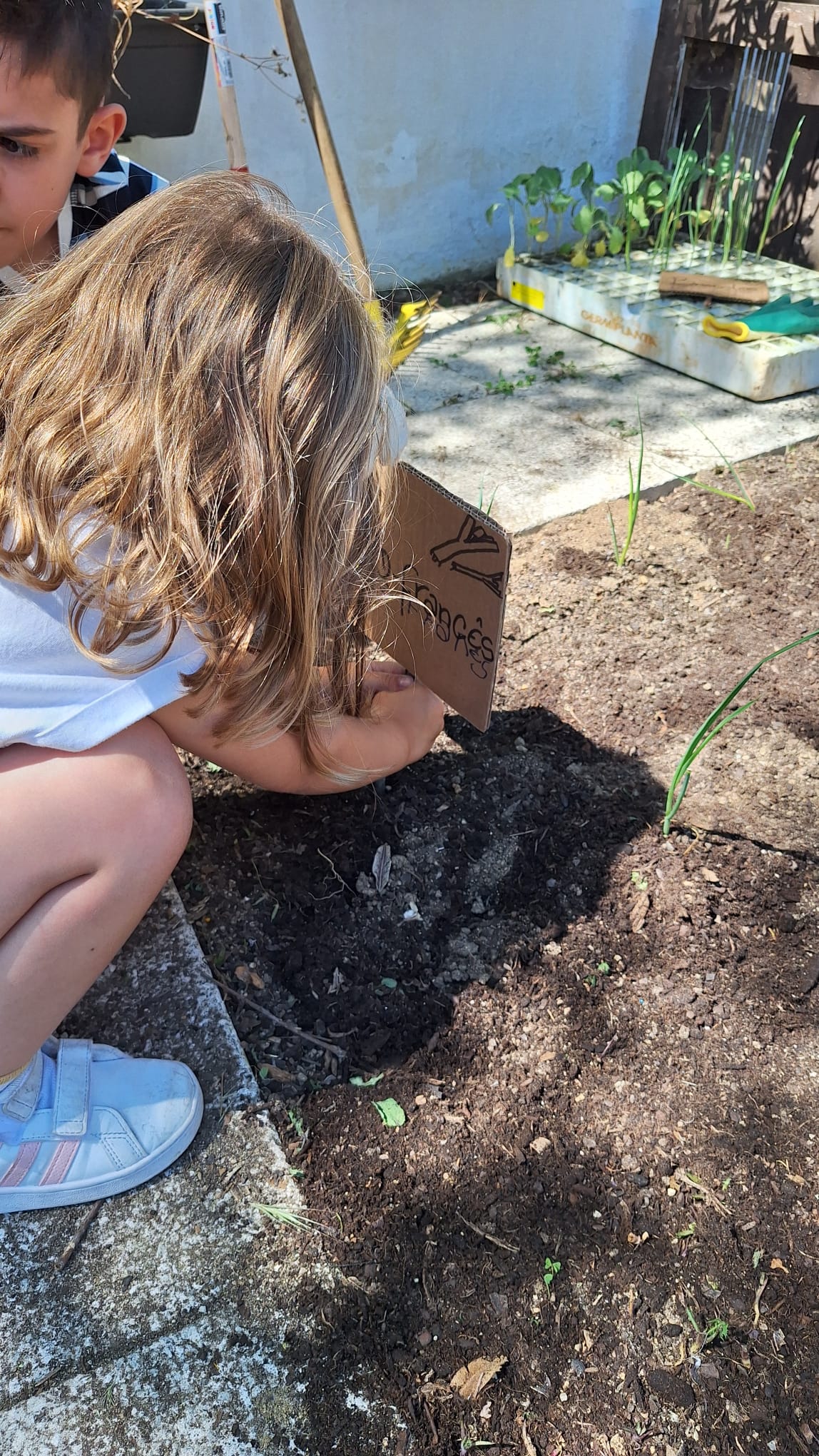 plantaçao