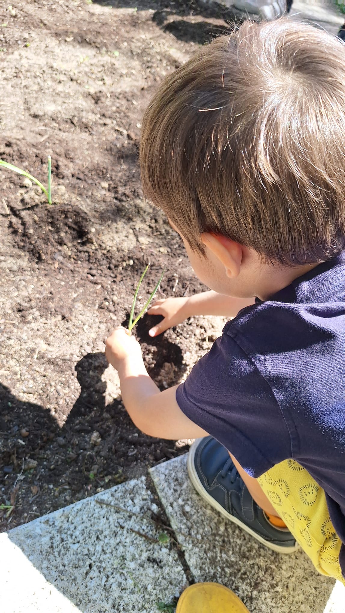 plantaçao