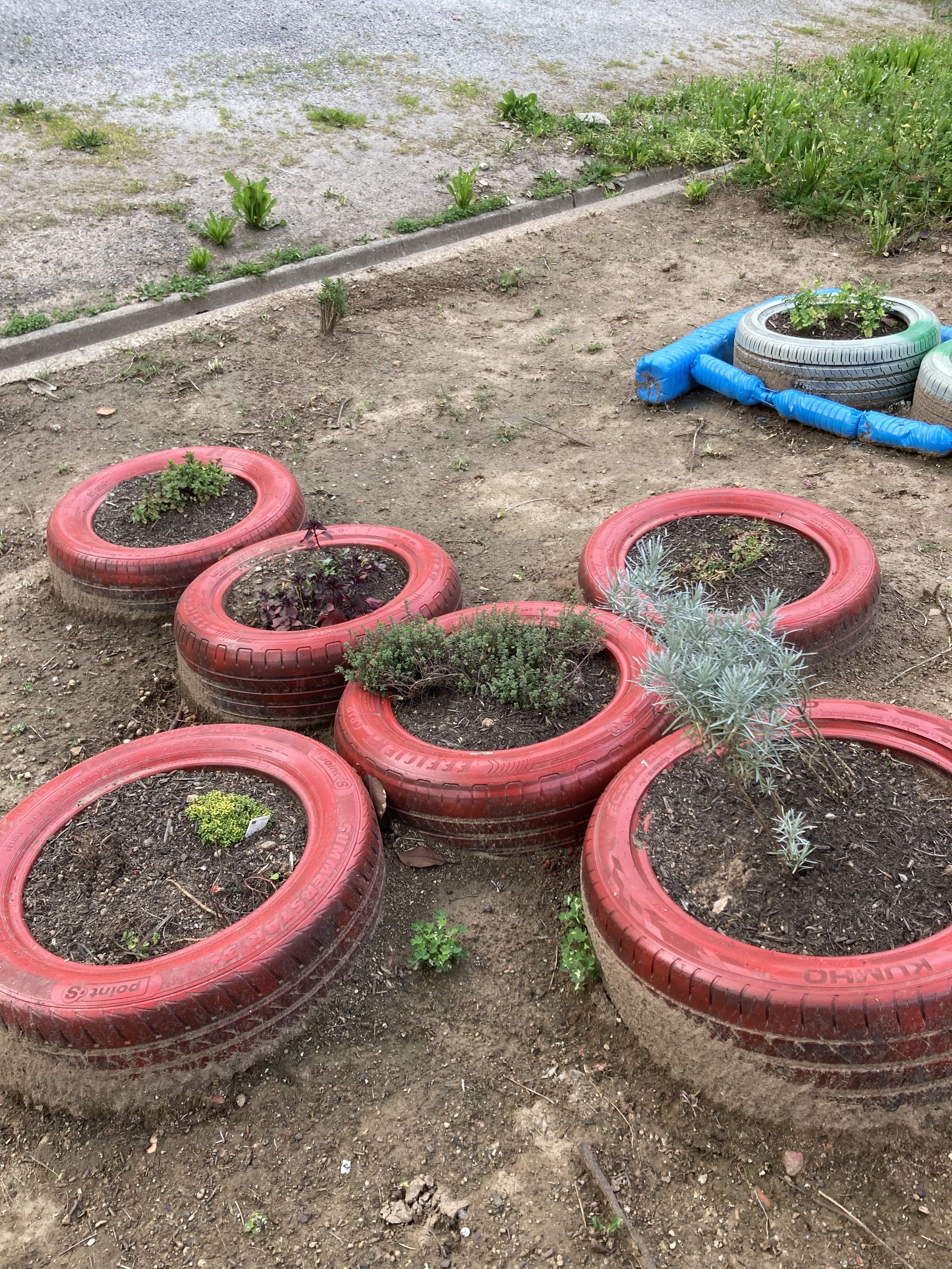 Aromáticas
