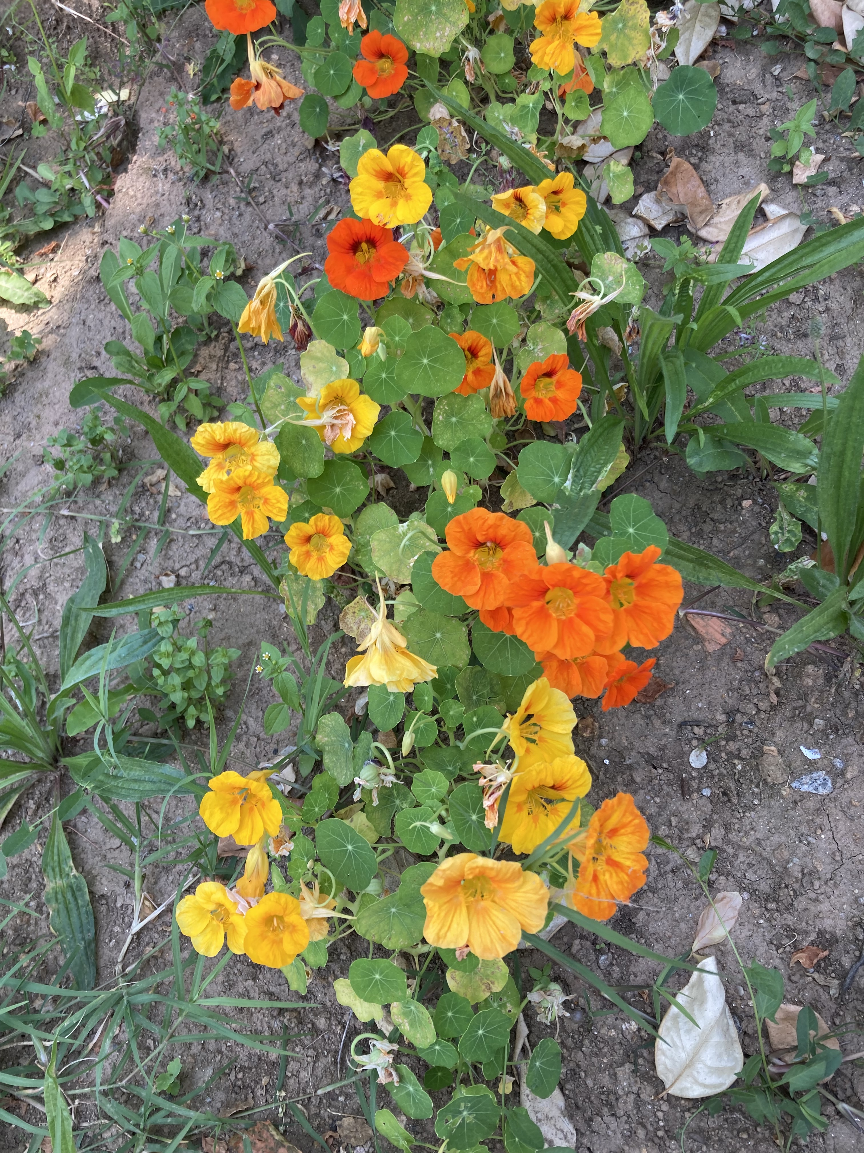Florinhas para atrair polinizadores
