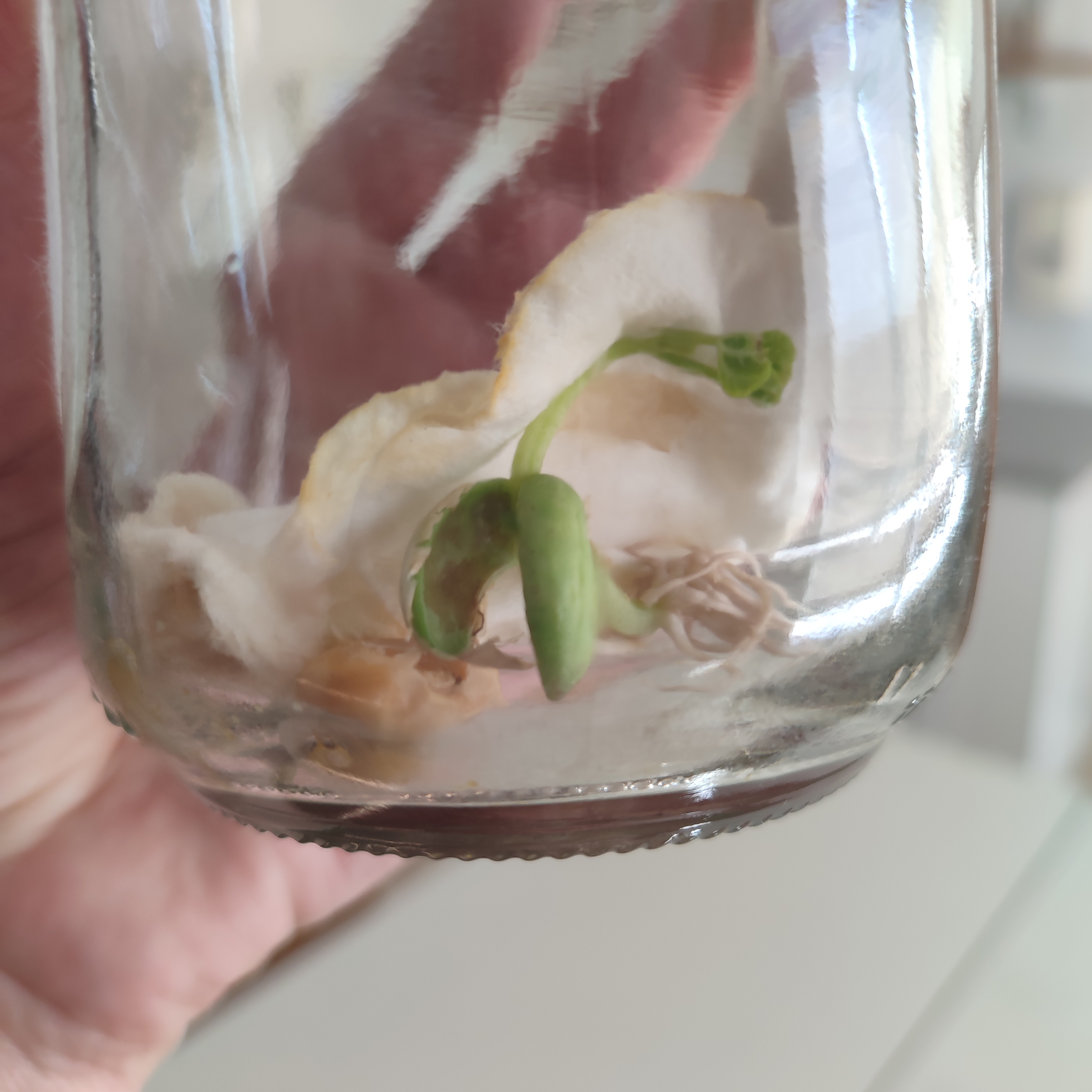 germinação do feijão