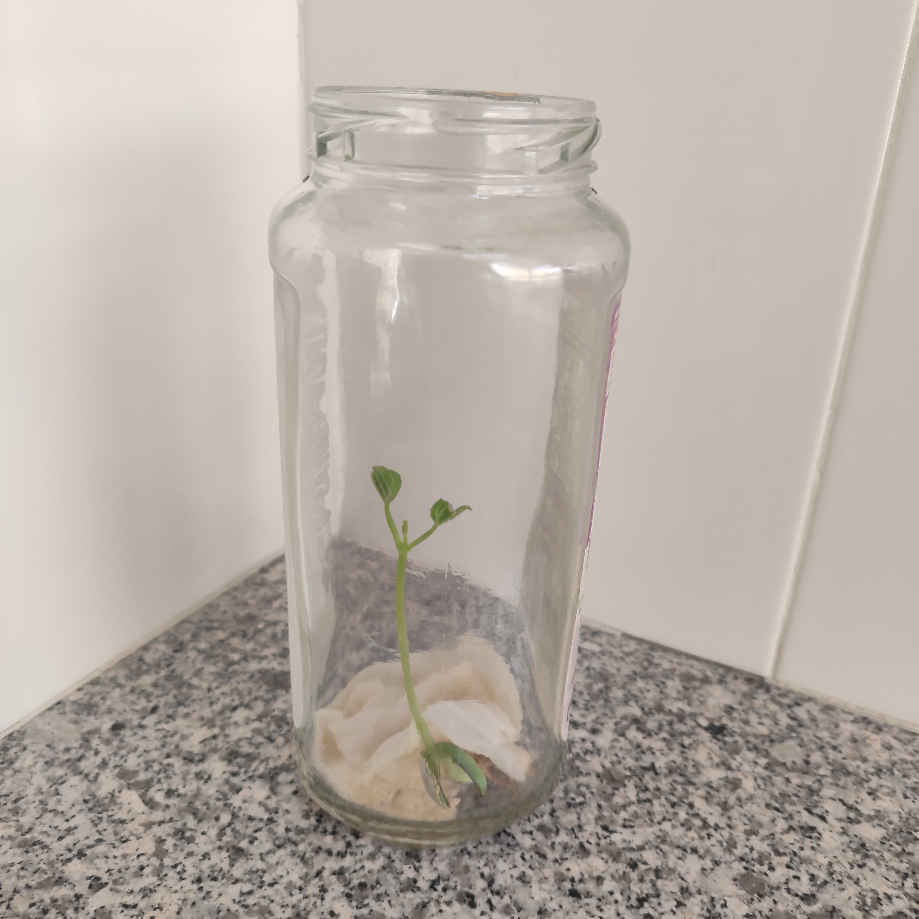 germinação do feijão