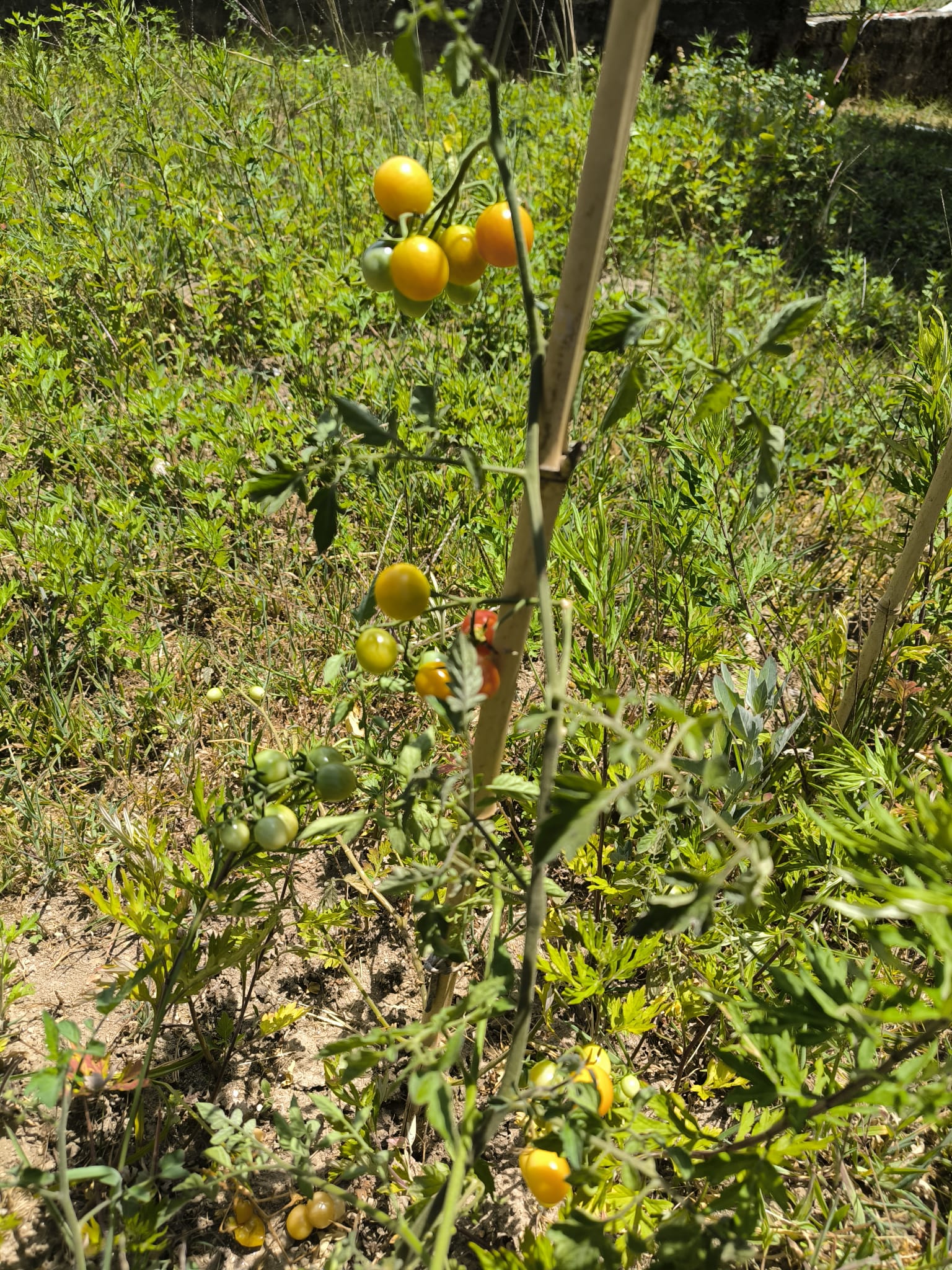 Os nossos tomates