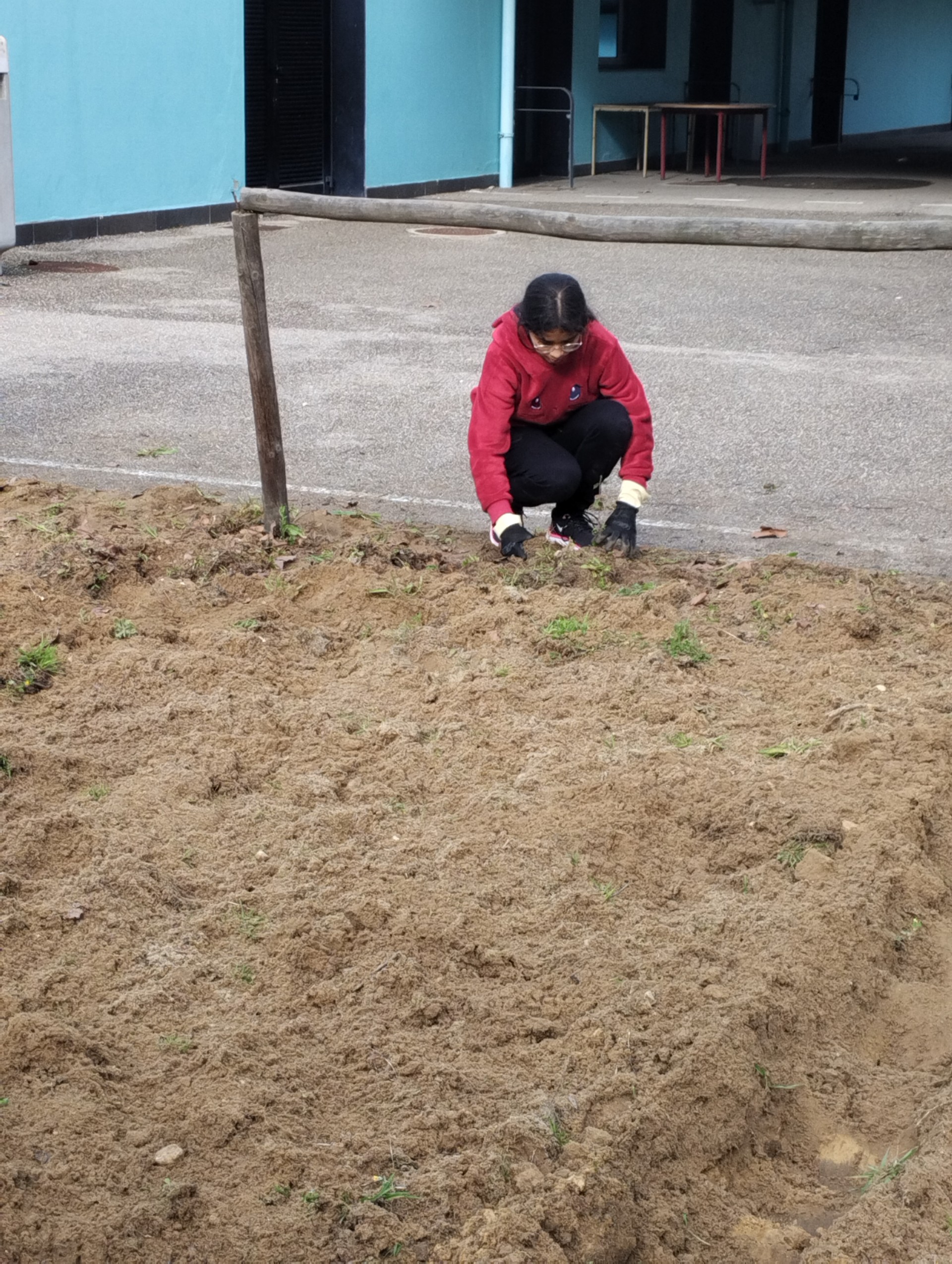 Plantando.