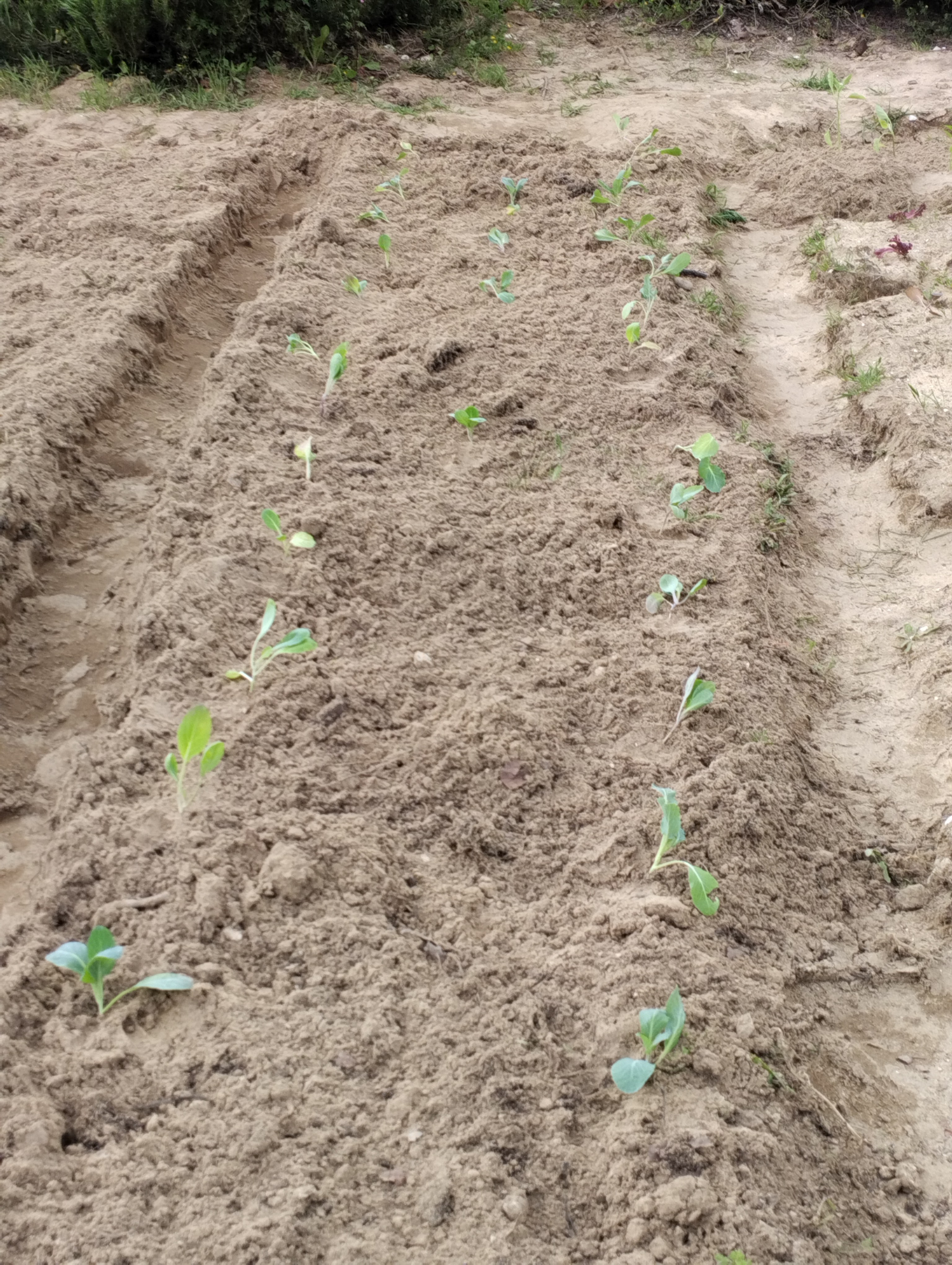 Terreno com plantação I