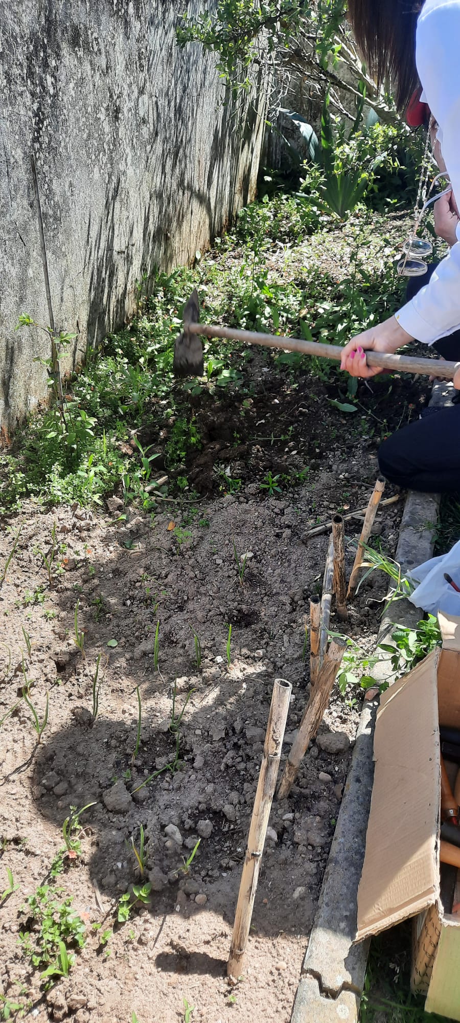 Foi preciso sachar a horta com cautela para não danificar as plantas bebé.