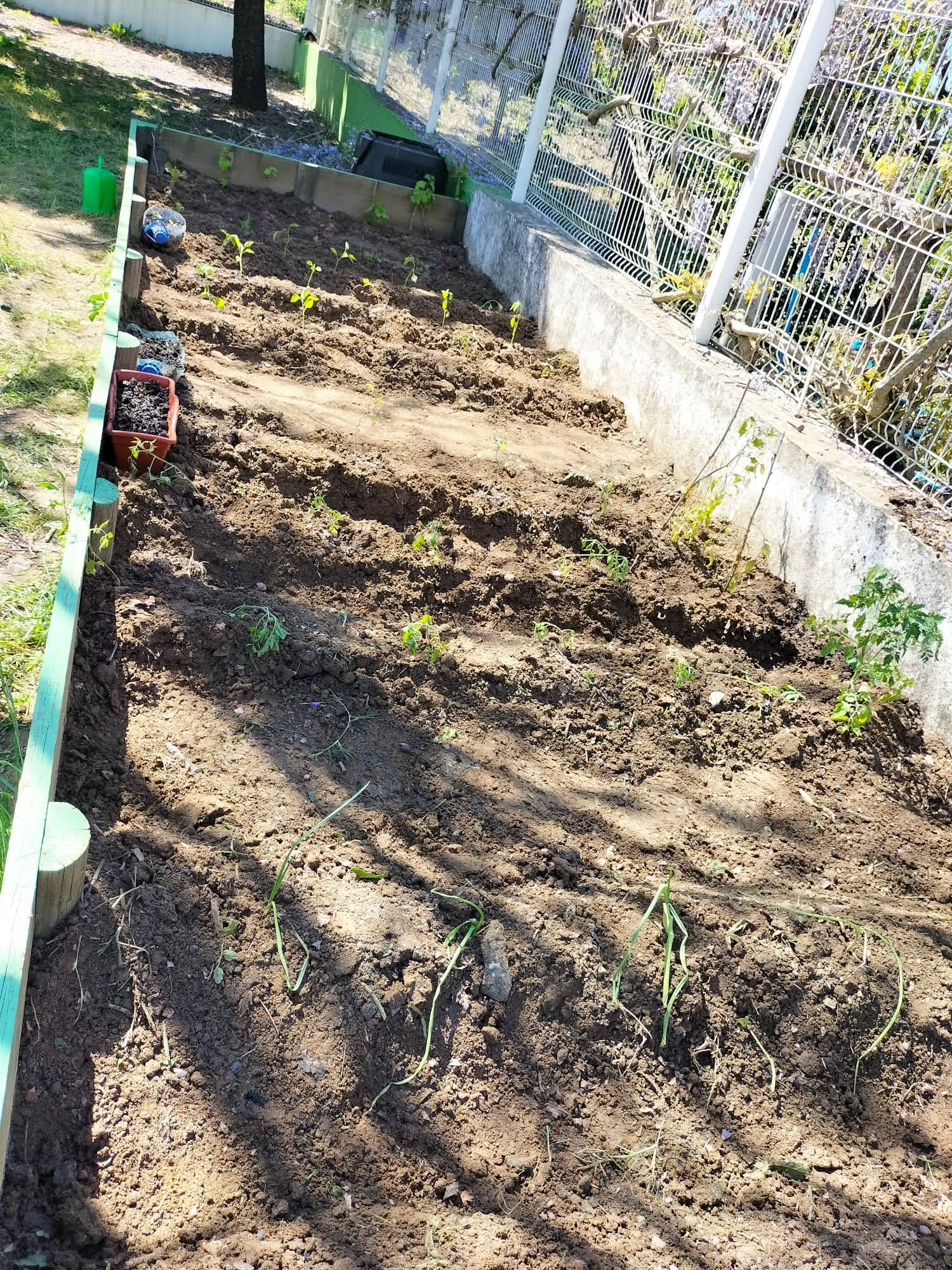 horta plantada