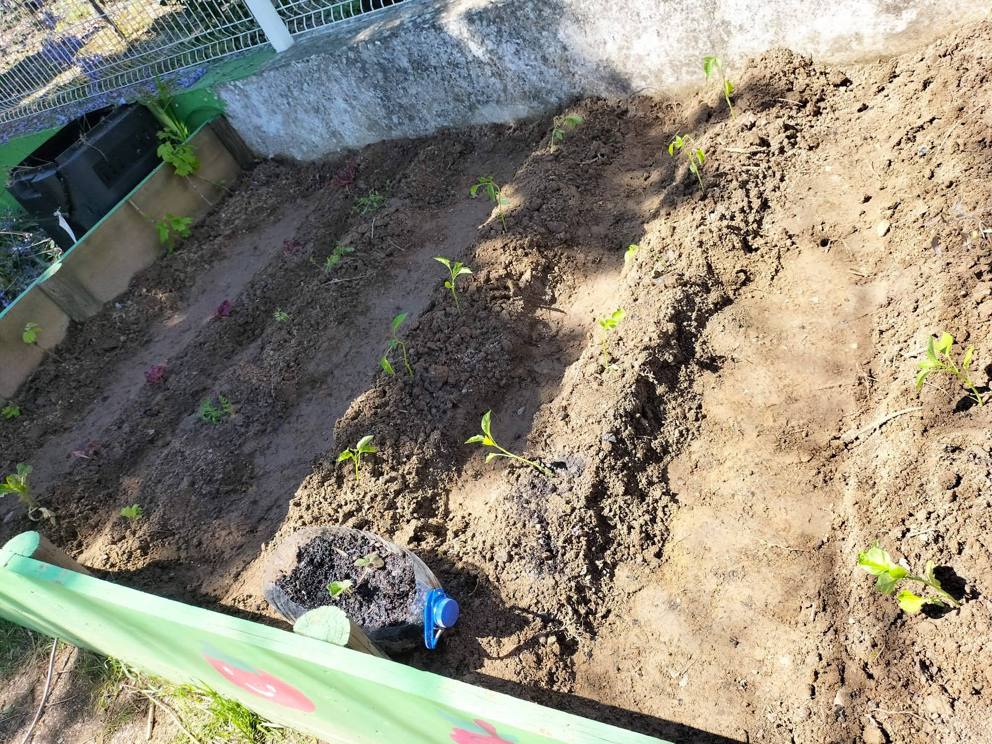 Horta plantada