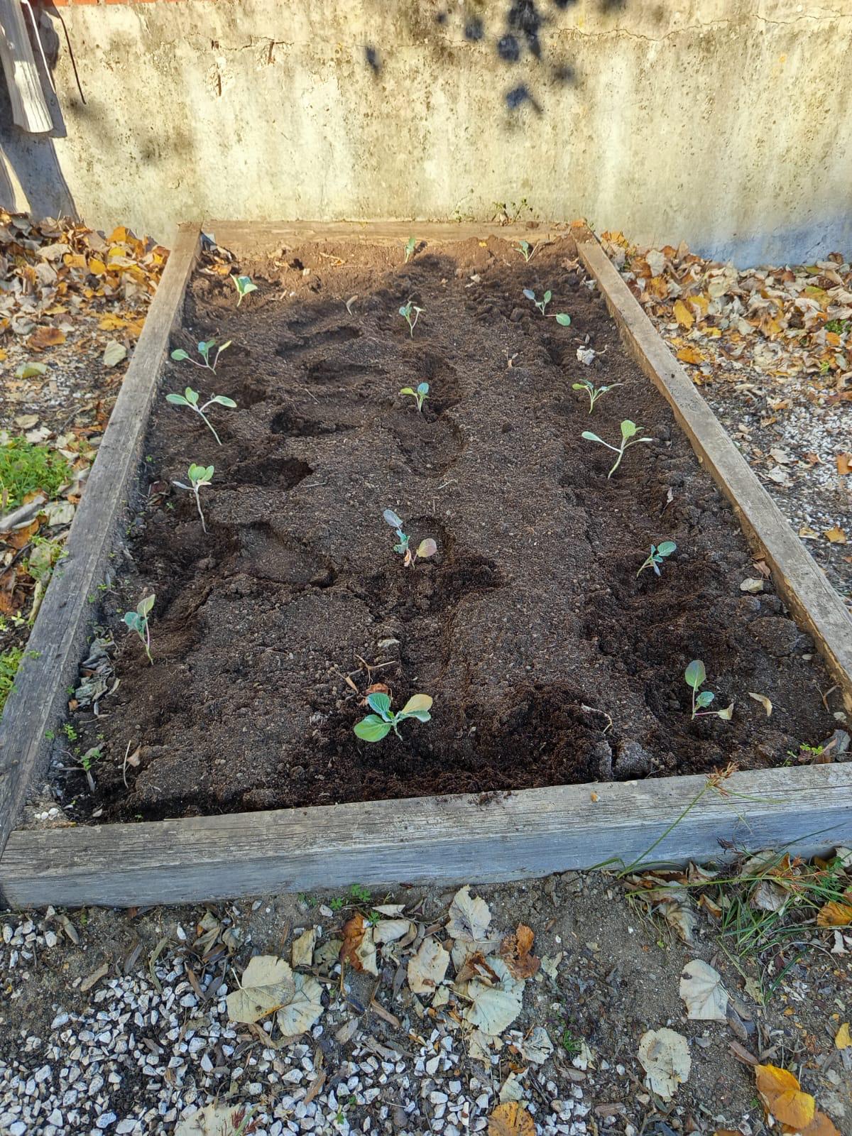 HORTA