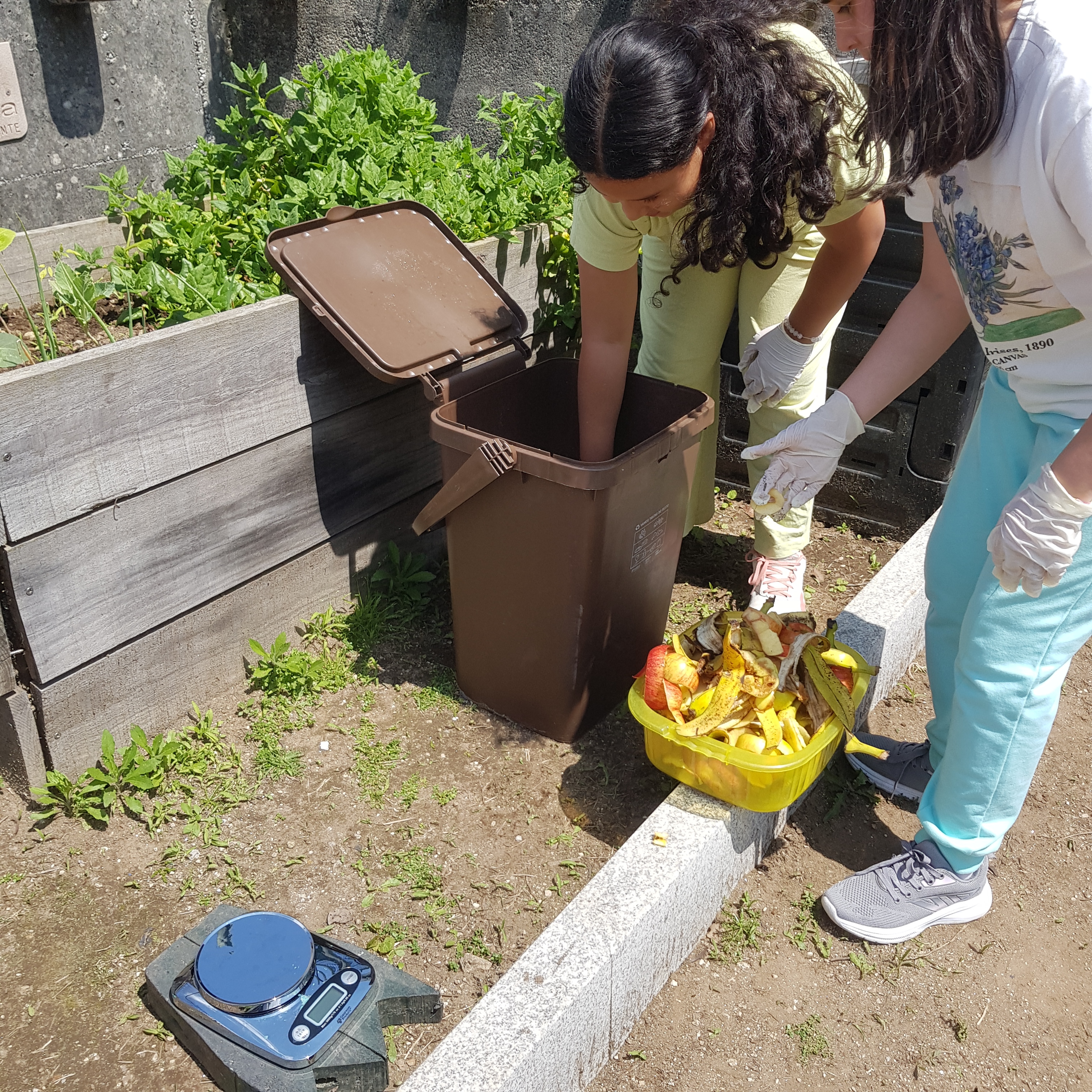 A pesar o lixo orgânico dos lanches escolares para a compostagem.
