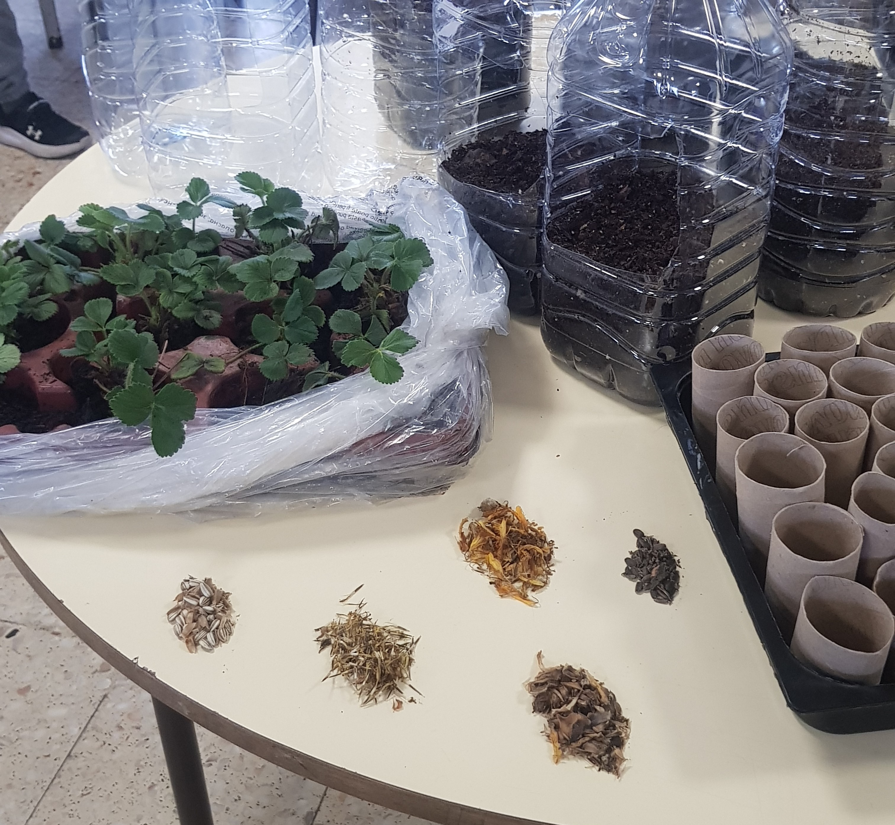 No dia 21 de março, festejámos o Dia da Floresta com diversas sementeiras (em rolos de papel reutilizados) e plantação de morangos (em floreiras feitas com os garrafões de água).