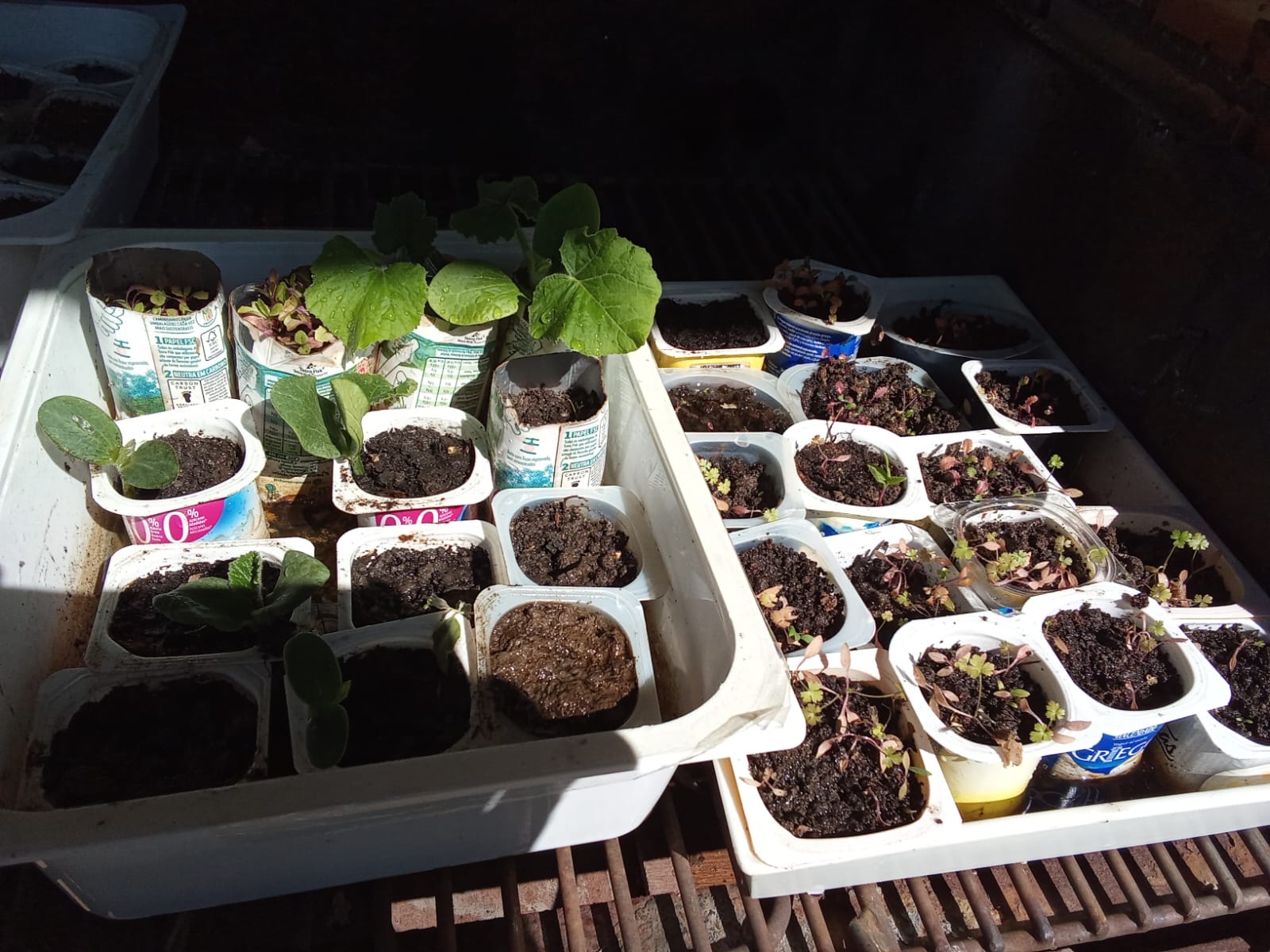 Produção de plantas para a horta 2