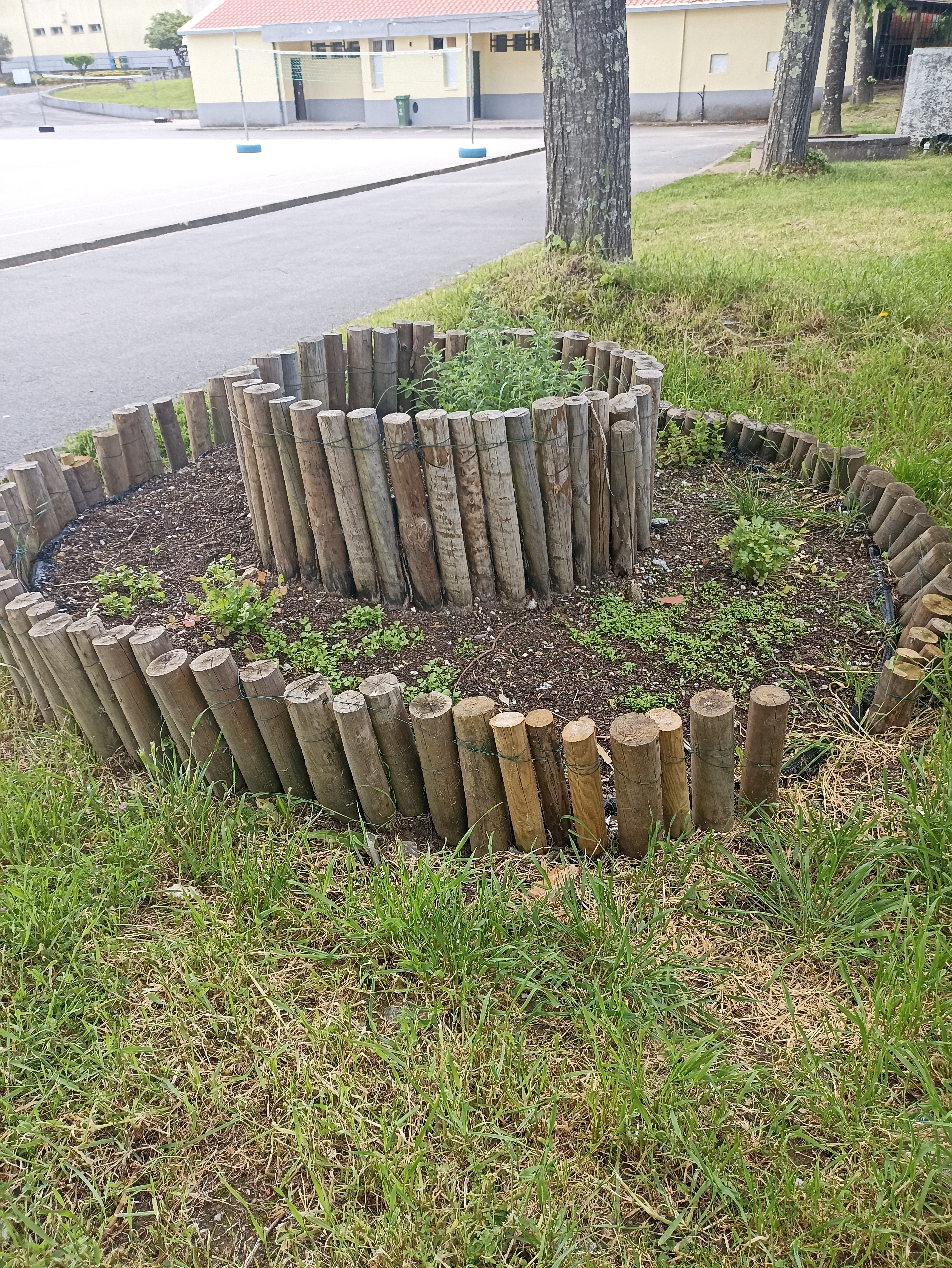 Plantas prontas a utilizar!