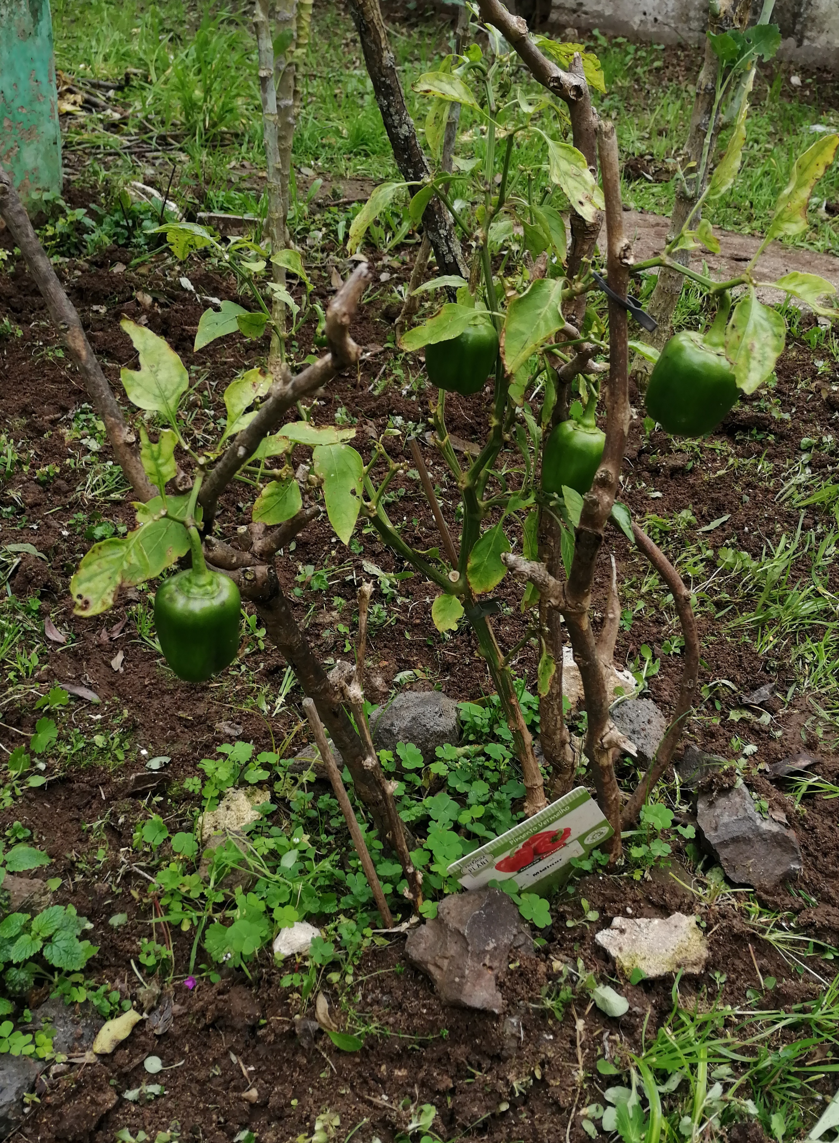 Pimenteiro