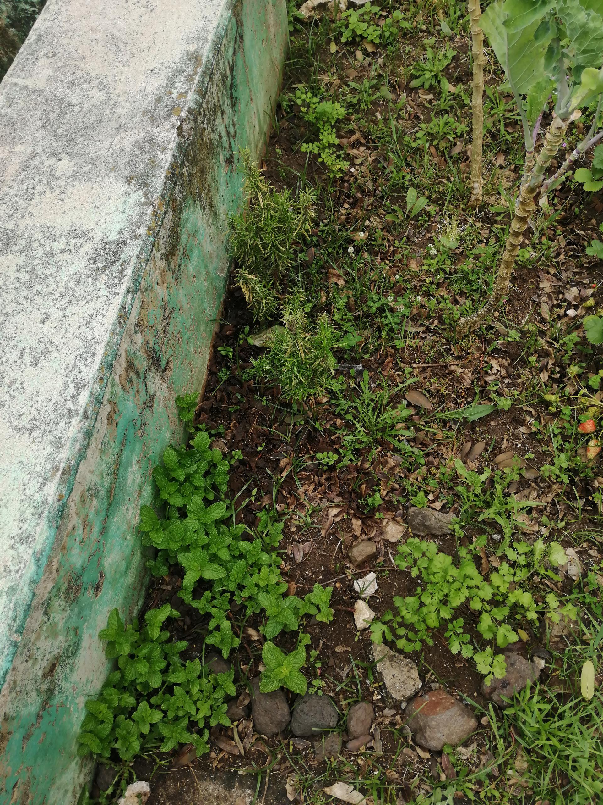 Vista de várias ervas aromáticas
