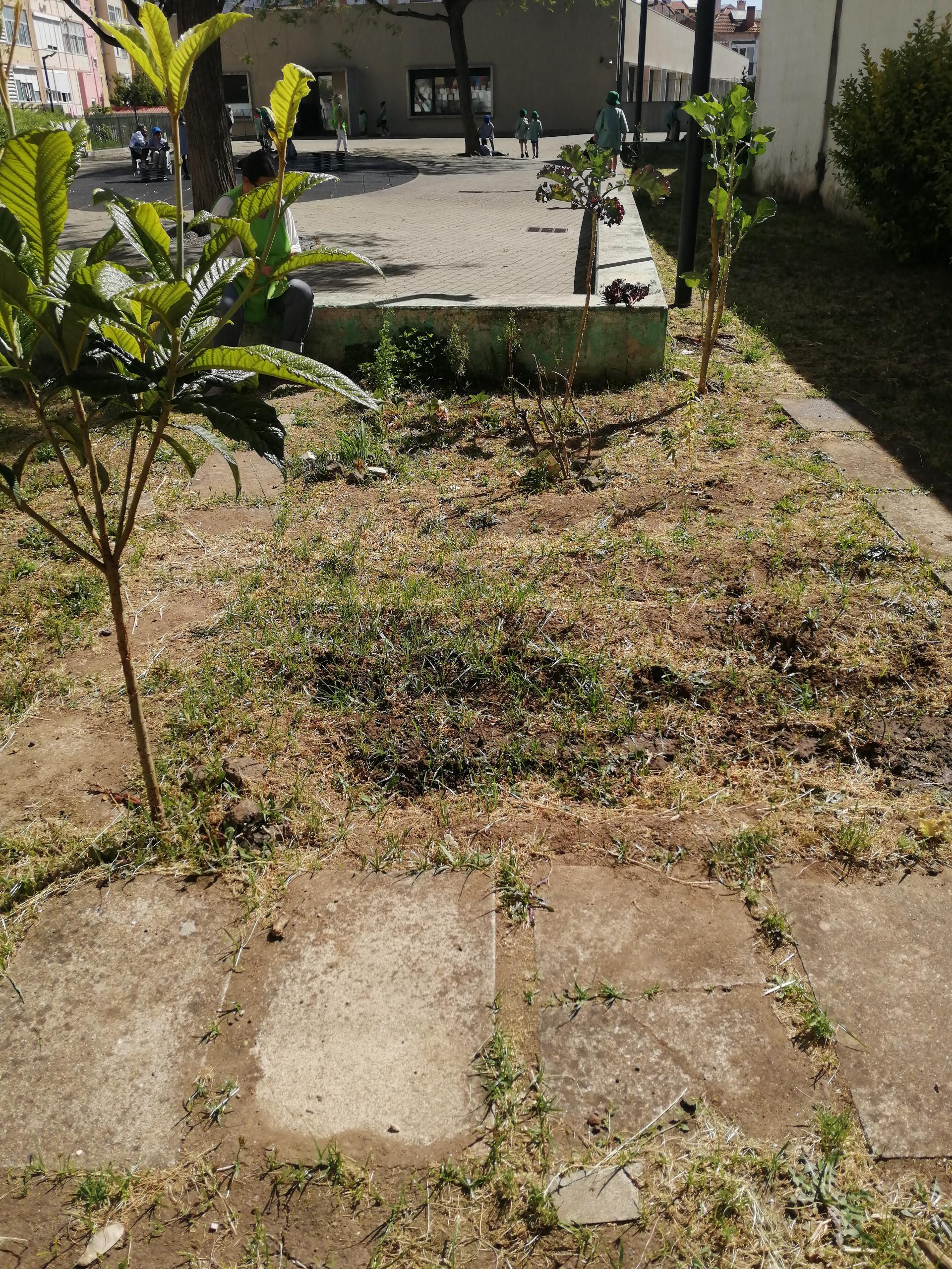 Vista geral da horta