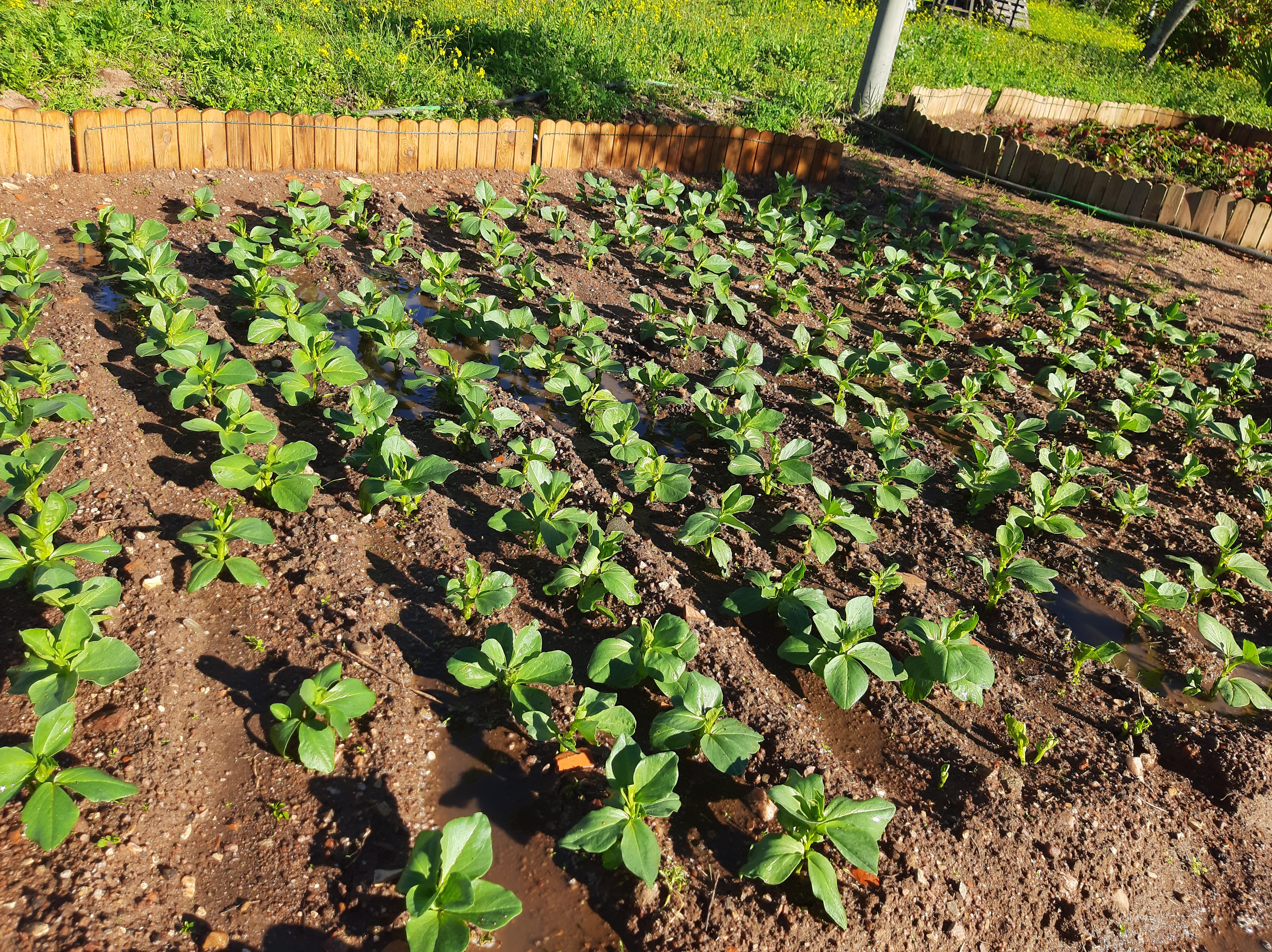 Favas plantadas em dezembro já em crescimento.
