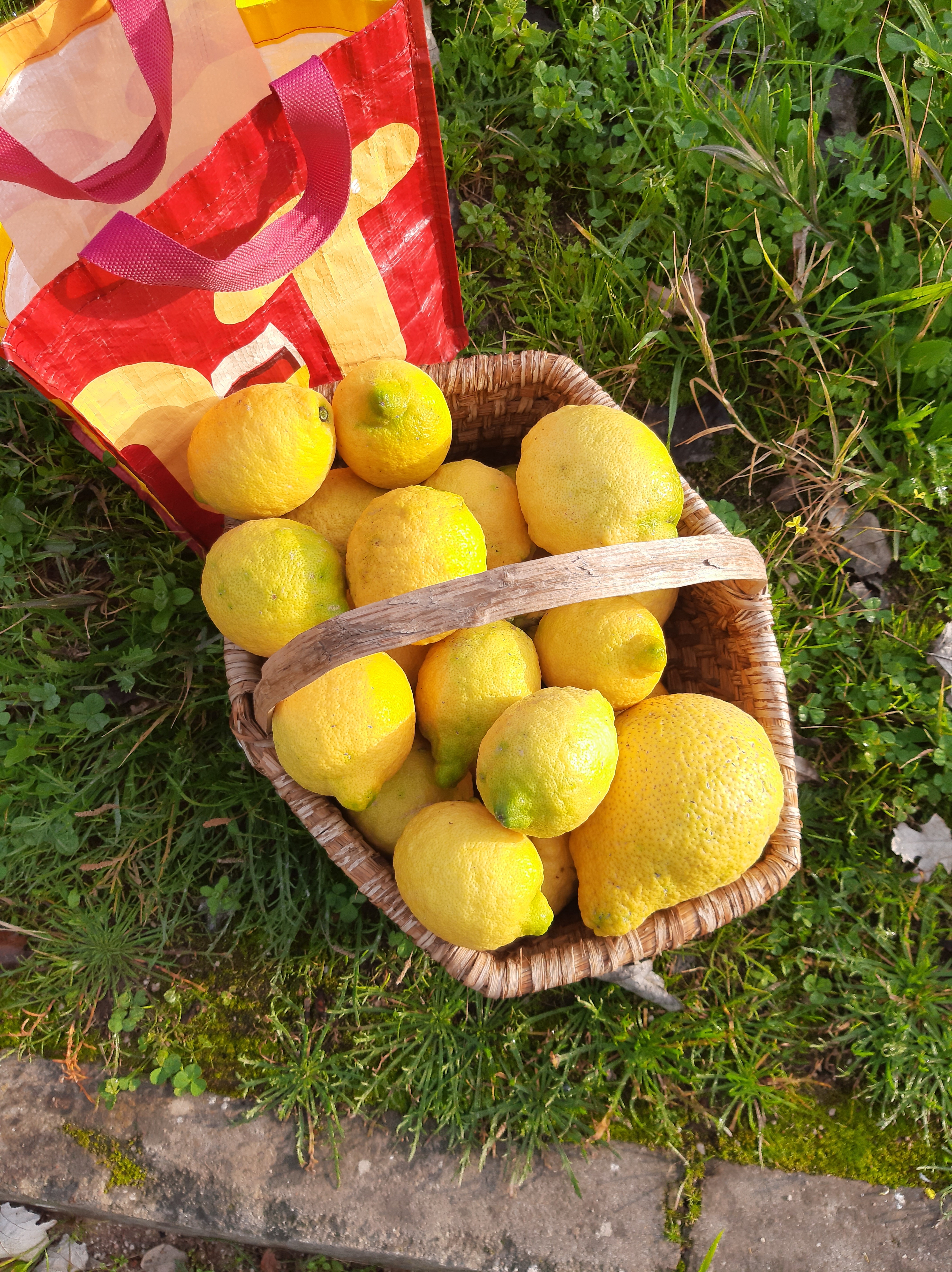 colheita de limões - elaboração de limonada