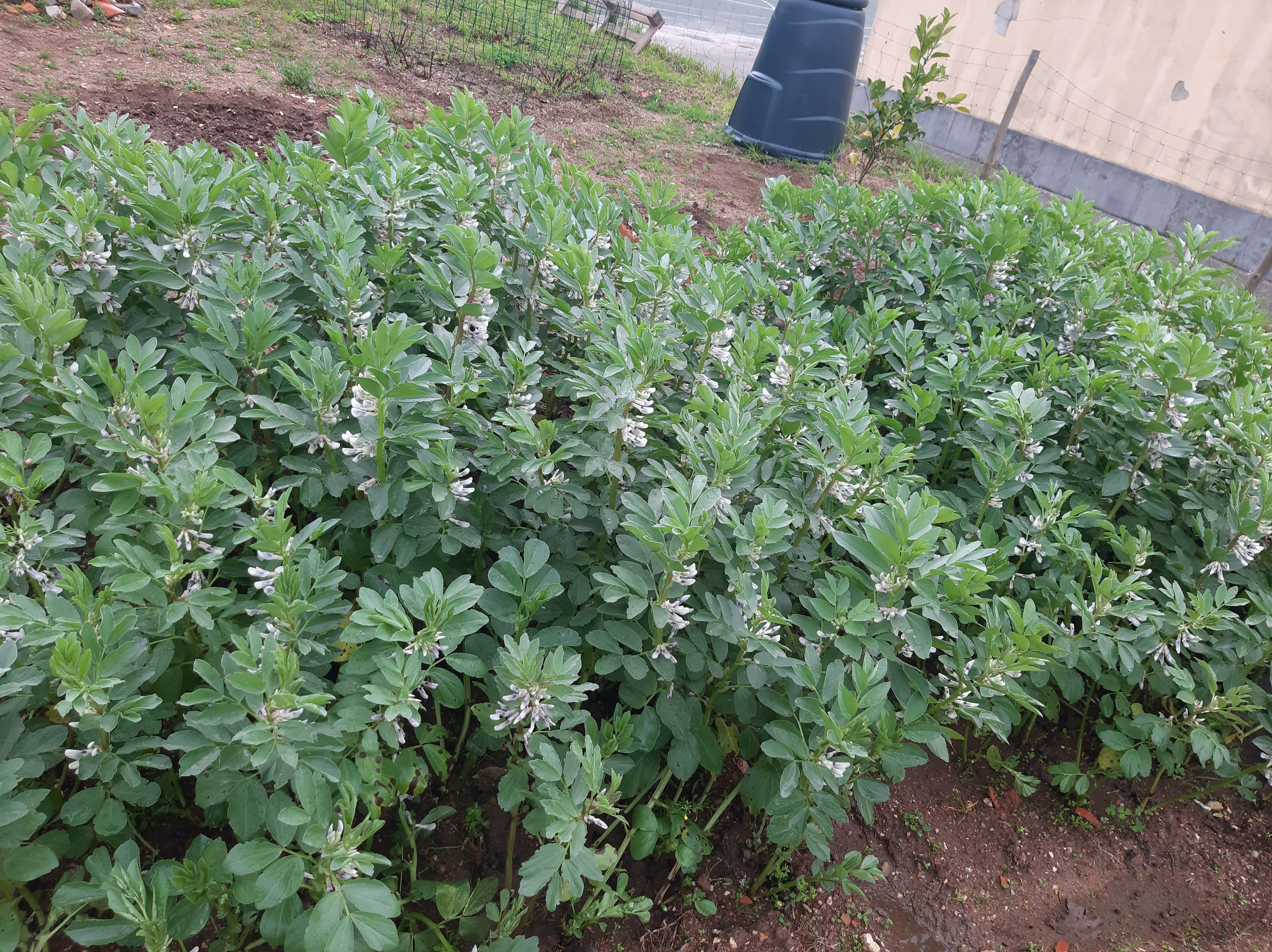 As nossas favas em franco crescimento.