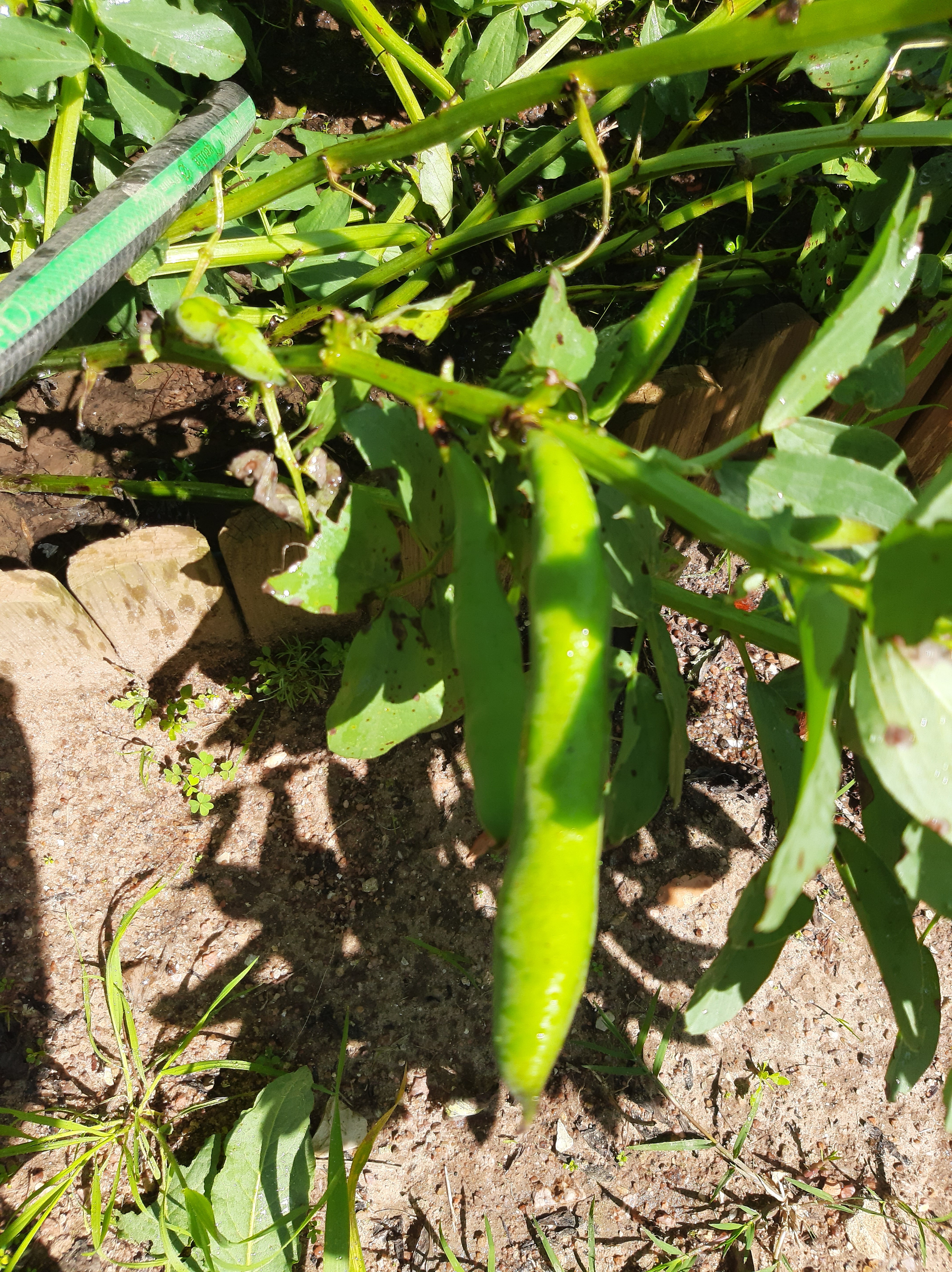 Favas em desenvolvimento