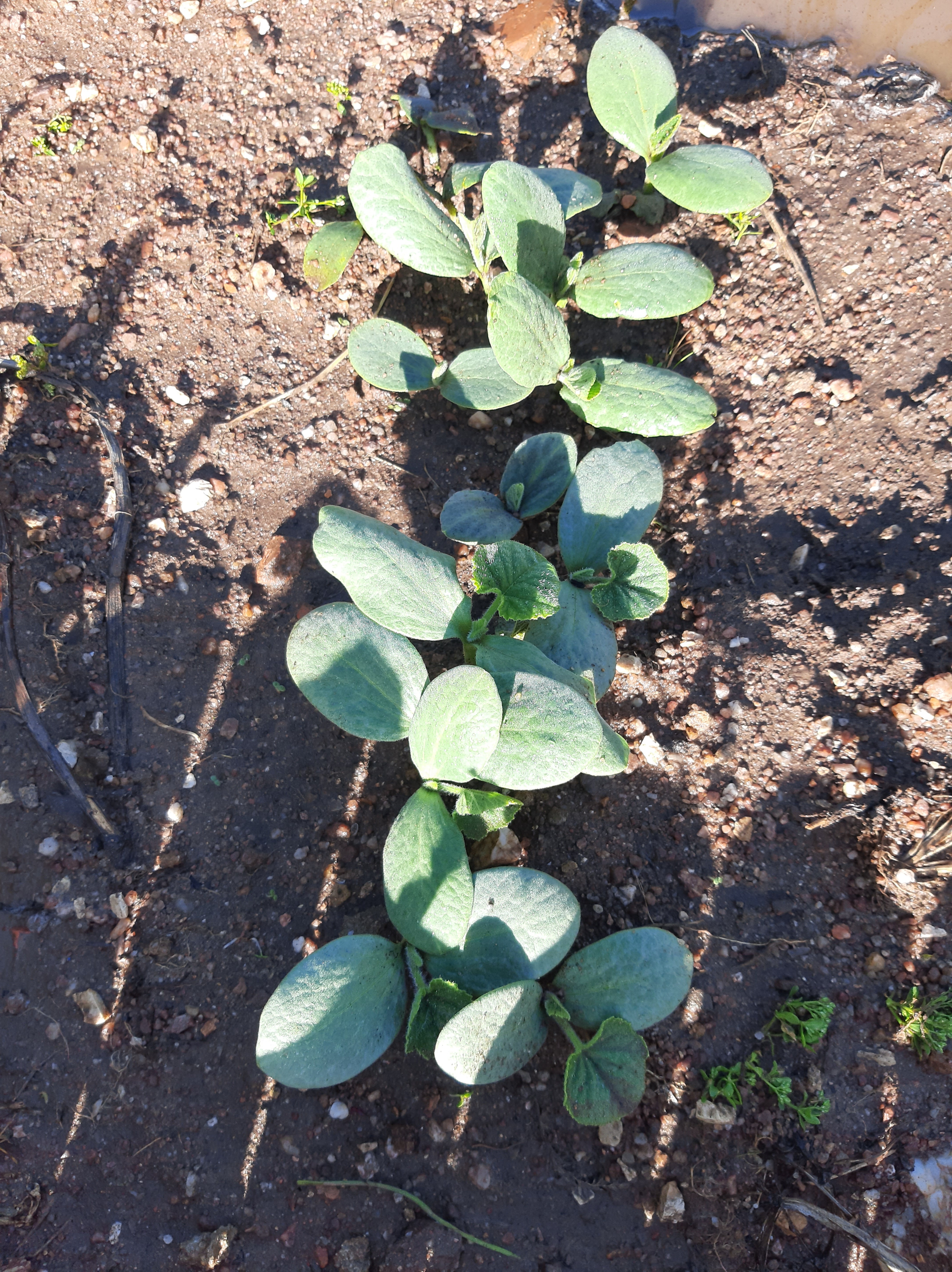 plantação de abóboras