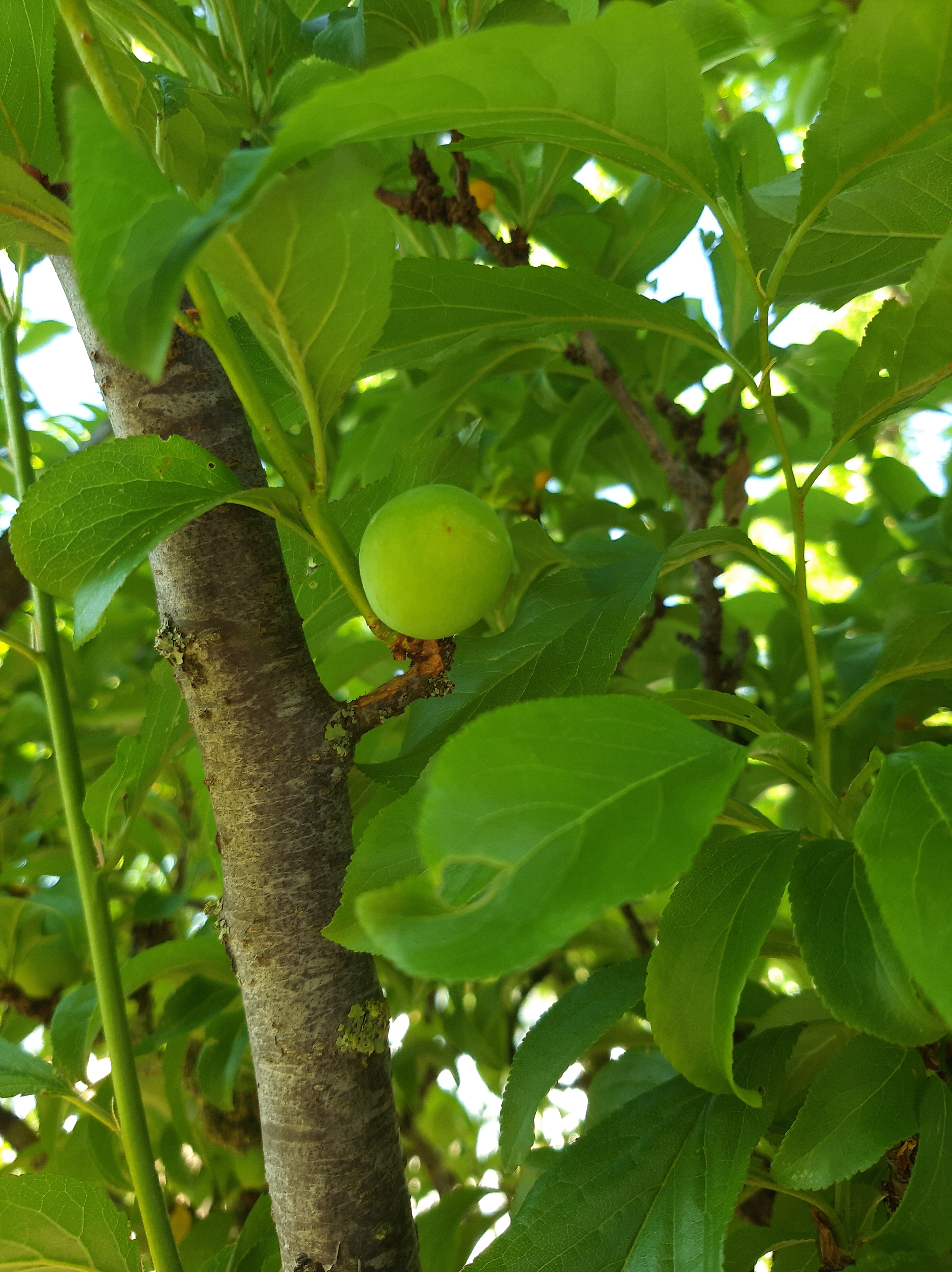 os nossos frutos: ameixas