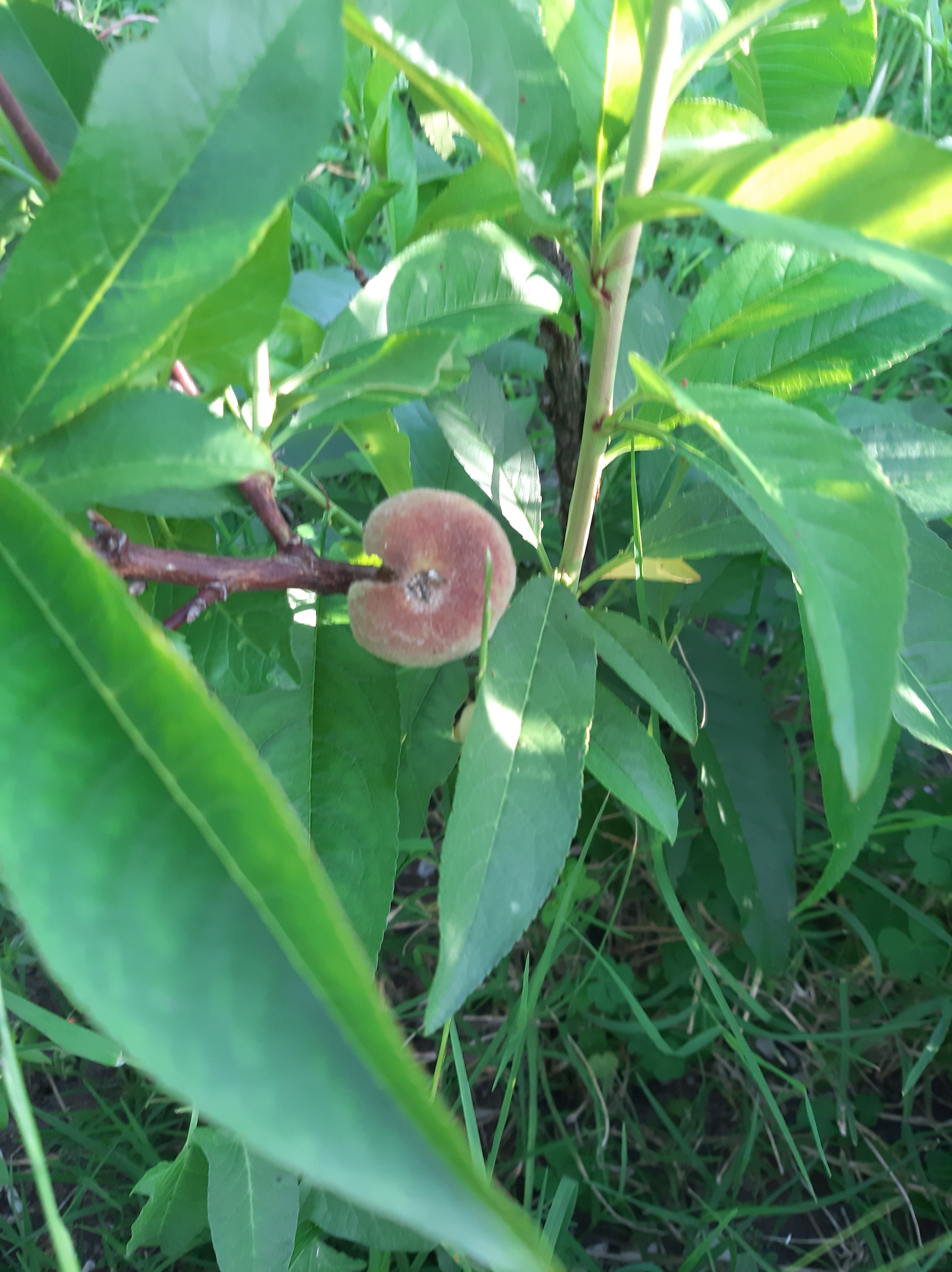 os nossos frutos: pêssegos paraguaios