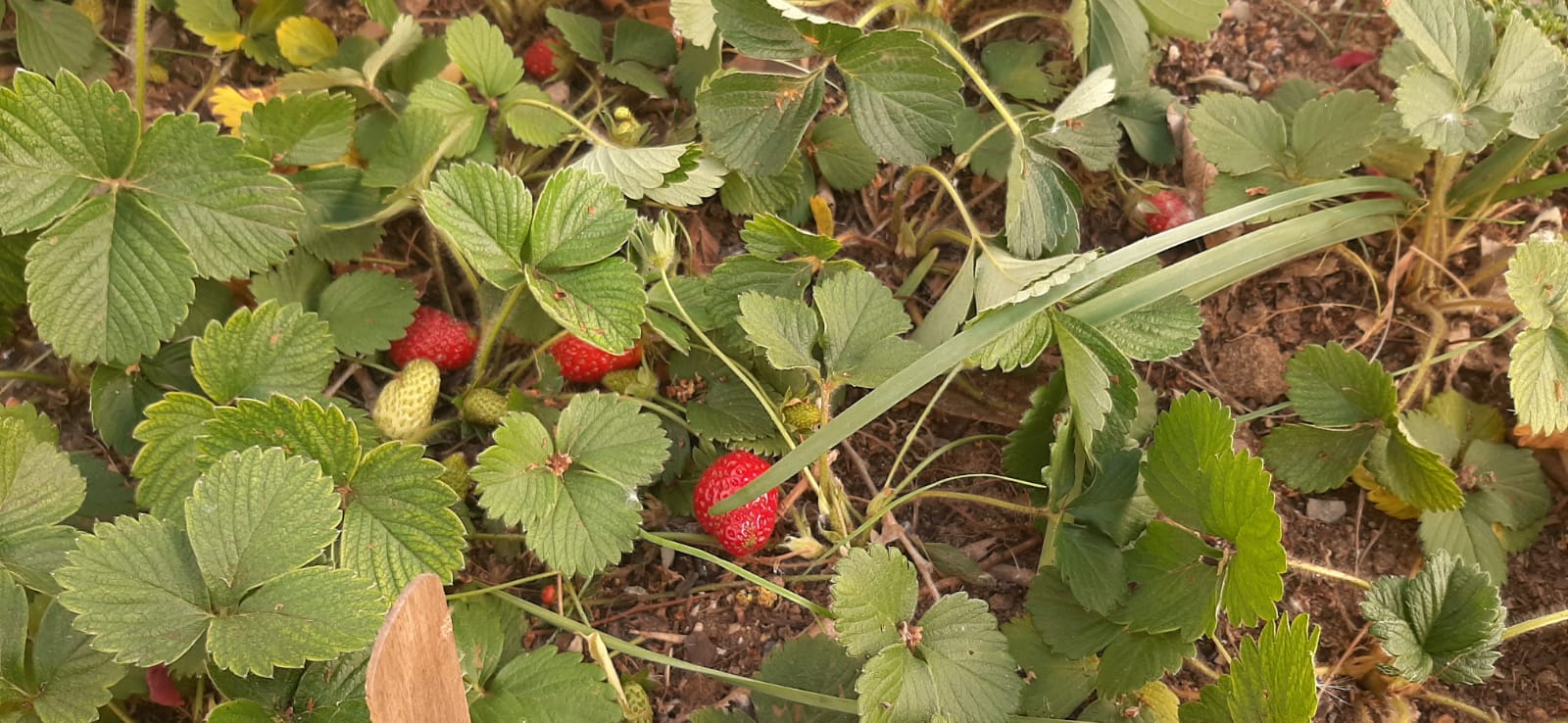 A imagem apresenta morangueiros, integrados na horta escolar. As plantas exibem folhas verdes saudáveis e vários morangos em diferentes fases de maturação — alguns já vermelhos e prontos para colher, outros ainda verdes.