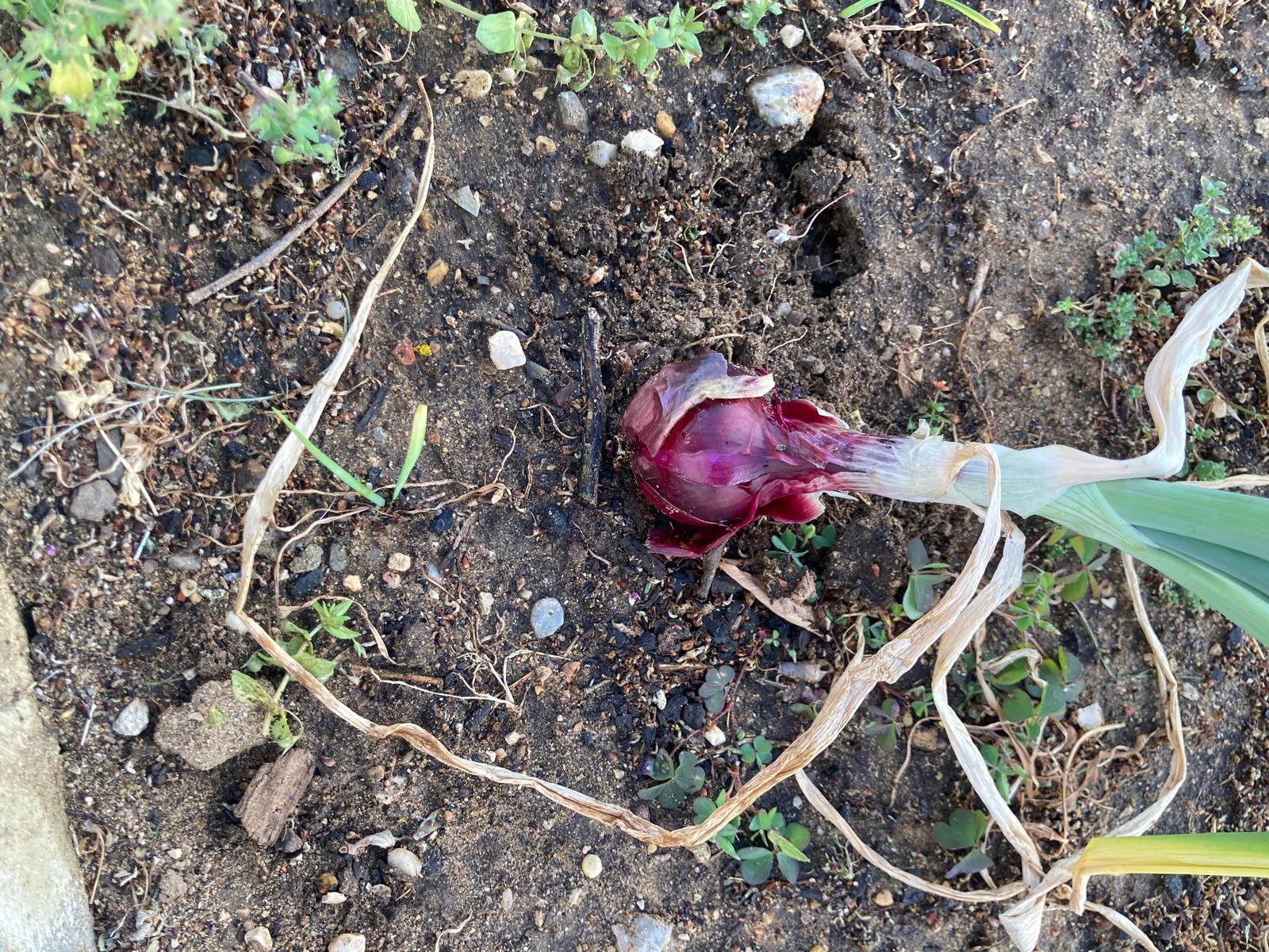 A imagem mostra uma cebola roxa parcialmente enterrada. Em redor da cebola, estão algumas plantas espontâneas e ervas daninhas, mostrando um ambiente natural.
