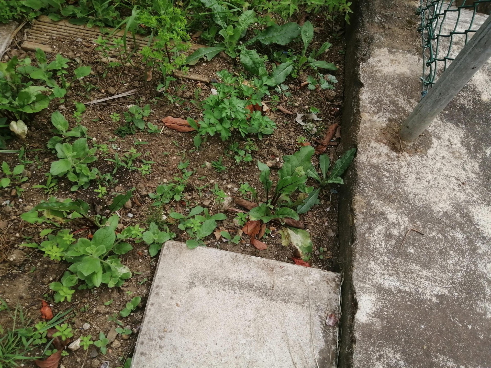horta