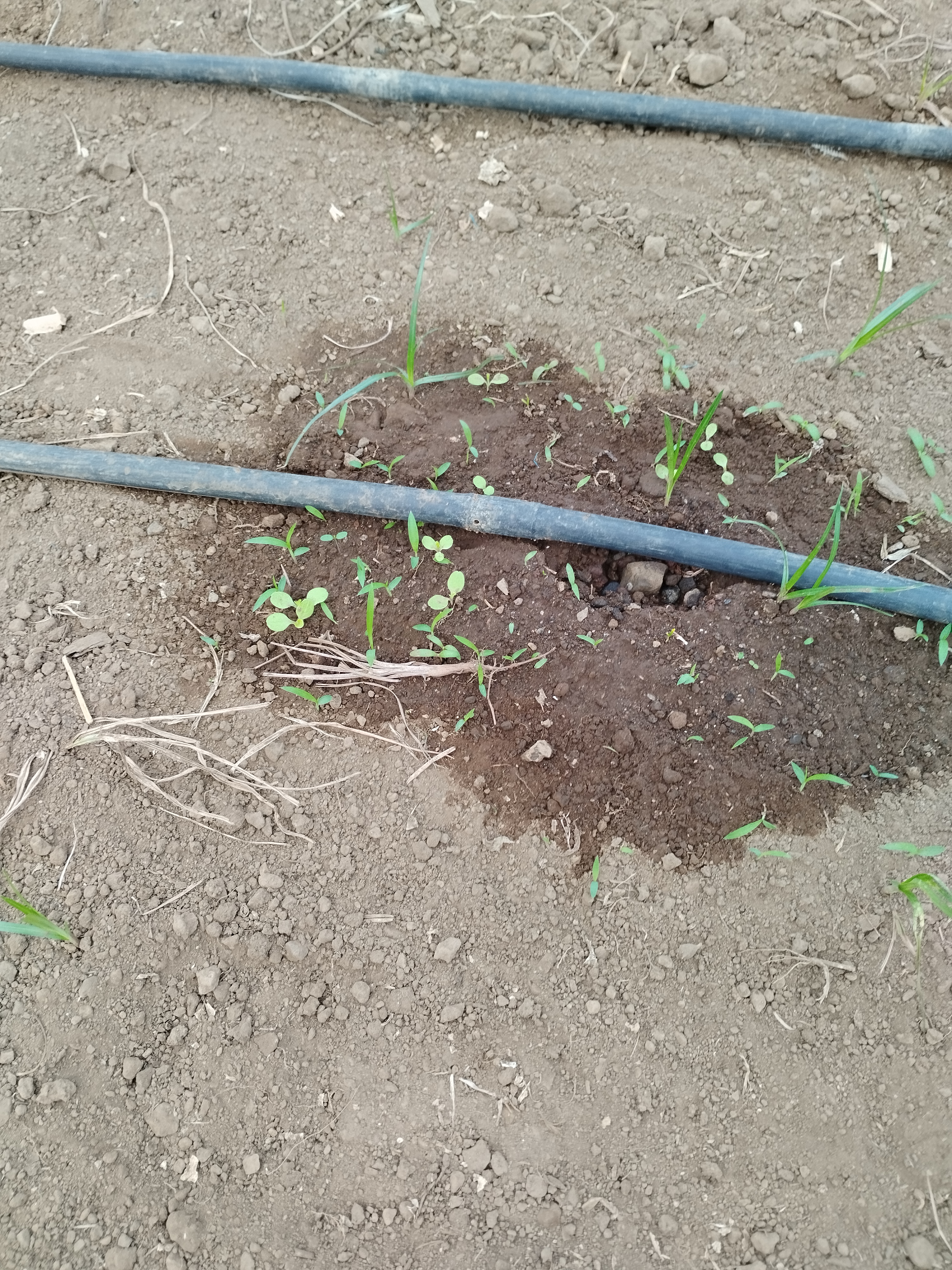 Campo de cultivo fora da estufa.