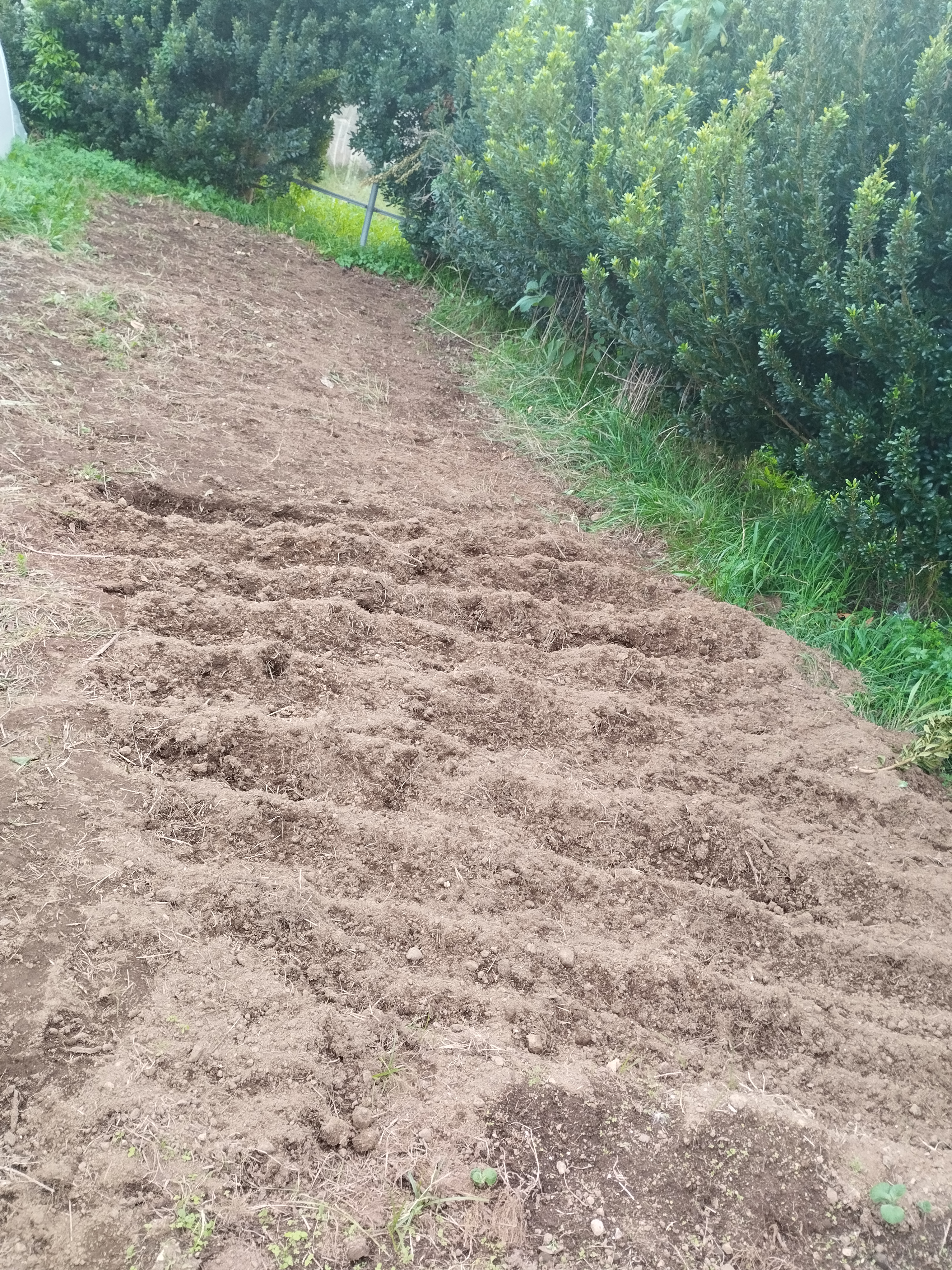 Campo preparado para cultivo.