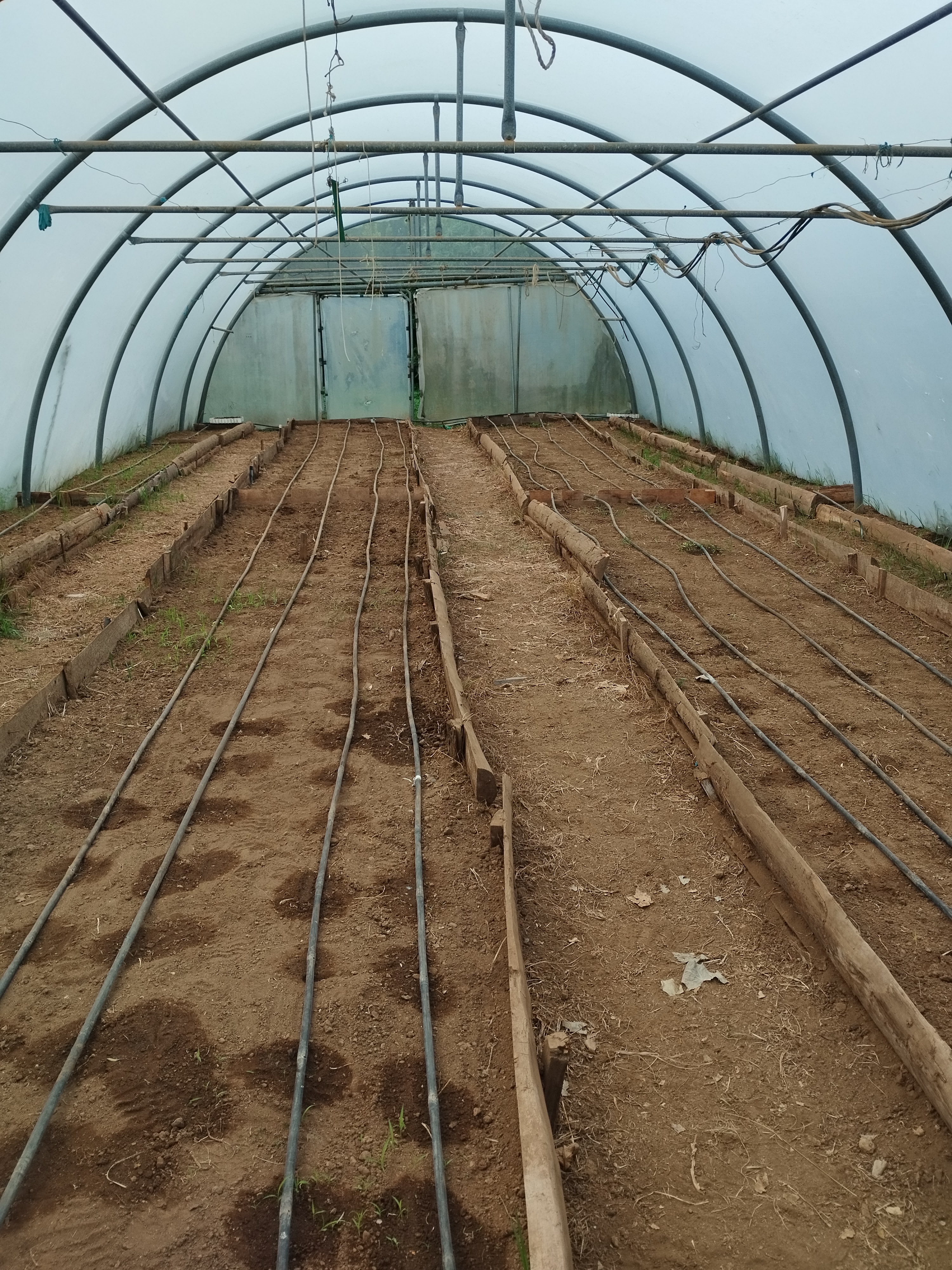 Campo preparado para cultivo na estufa.