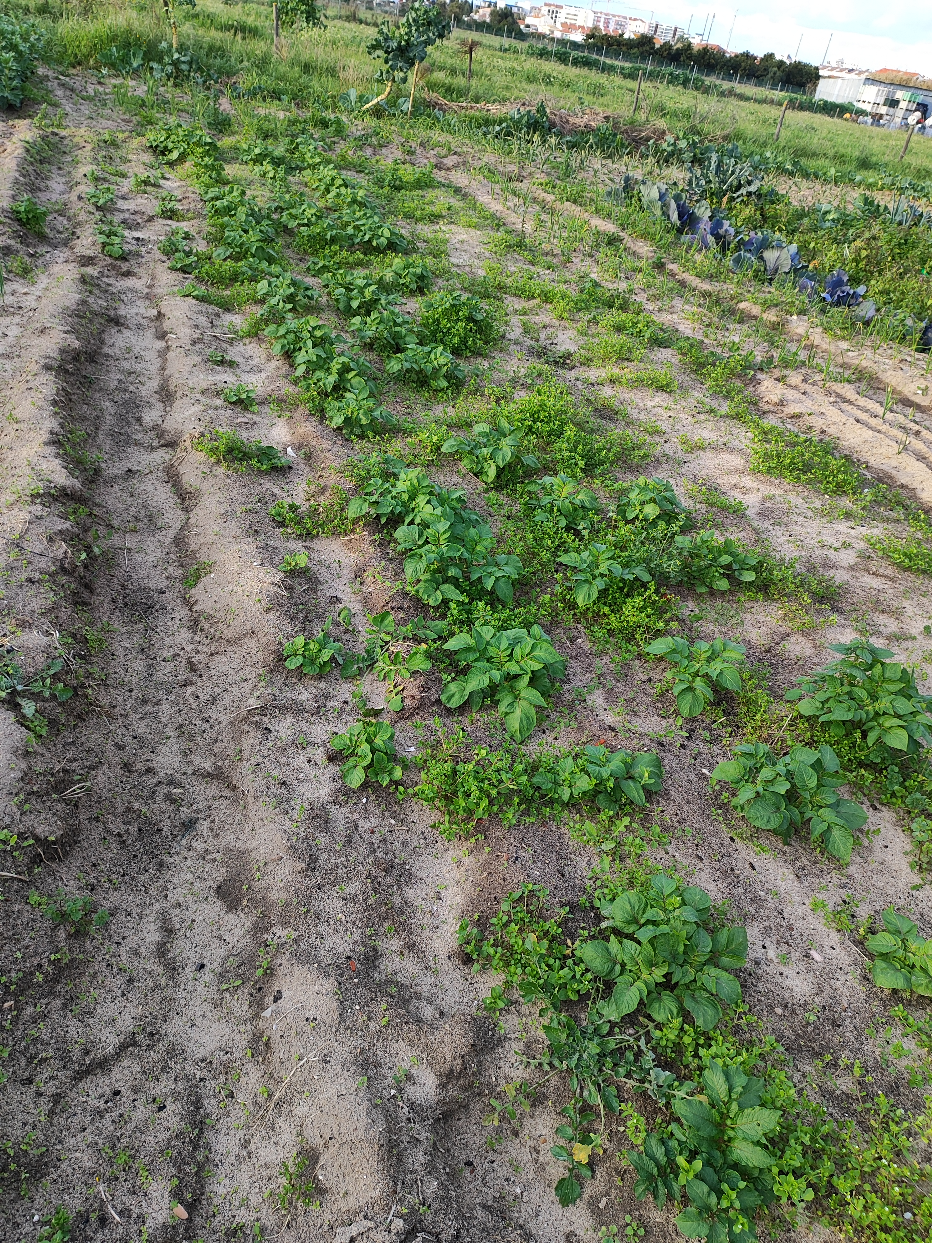 Primeiras Plantações