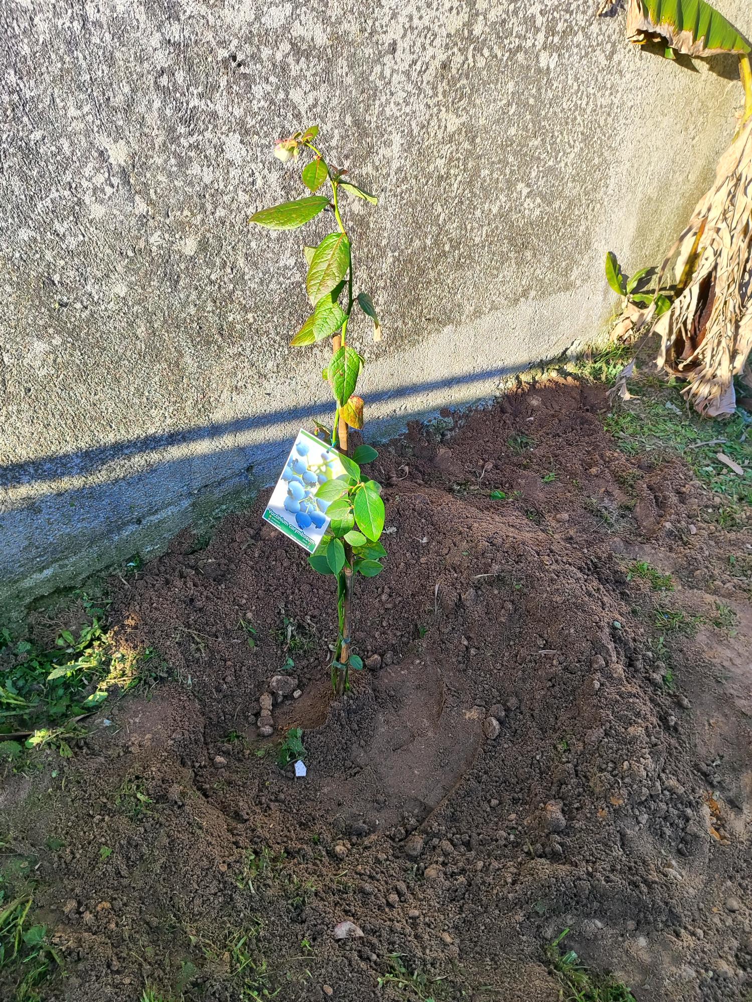 Plantação de mirtilos e amoreira