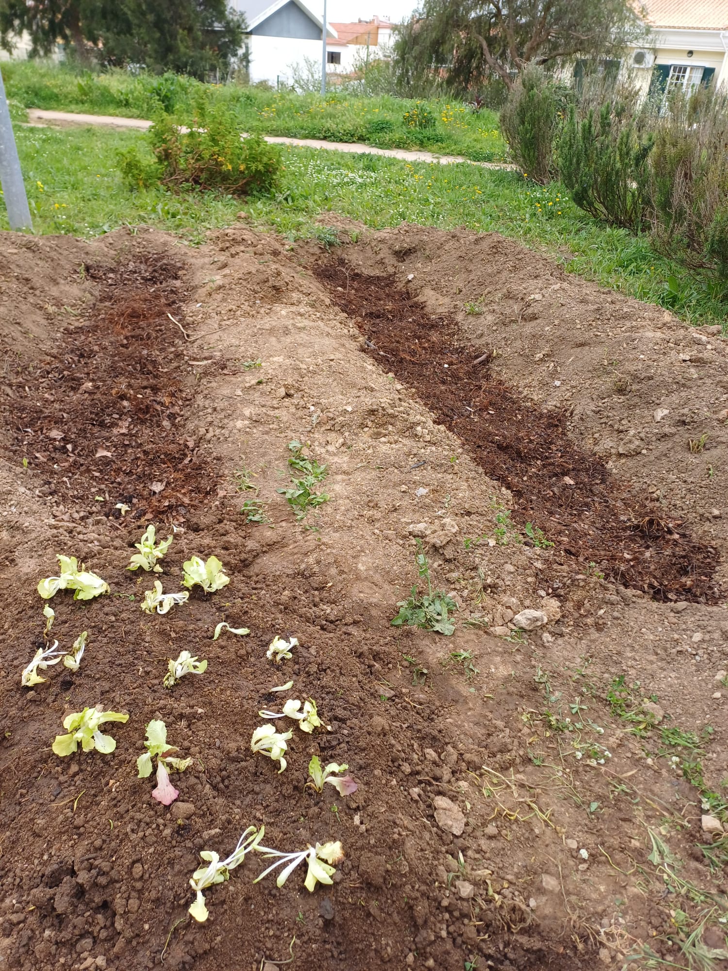 Cresceram todas as espécies plantadas: alfaces, courgettes, abóboras e beringelas (5).