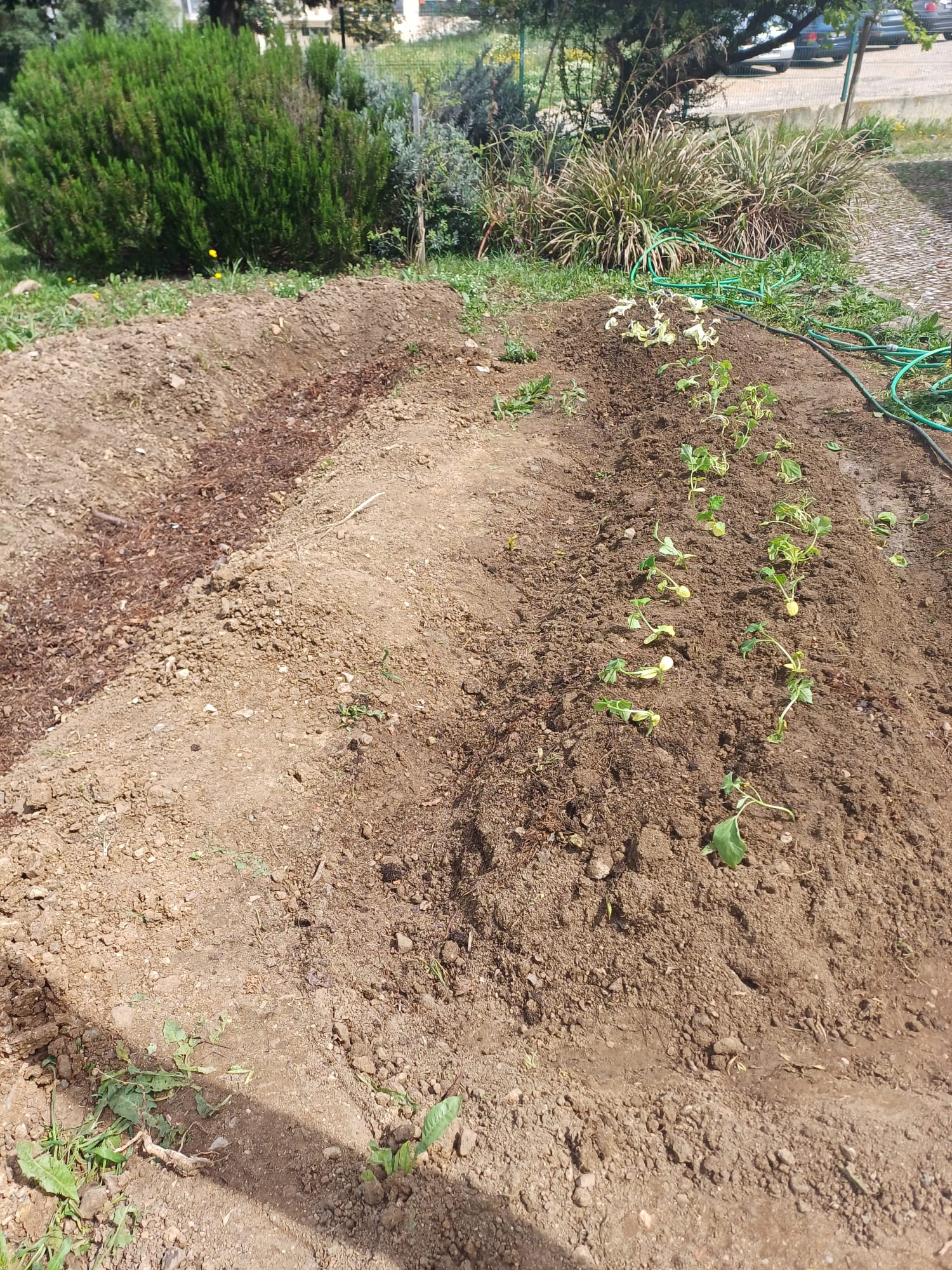 Cresceram todas as espécies plantadas: alfaces, courgettes, abóboras e beringelas (2).