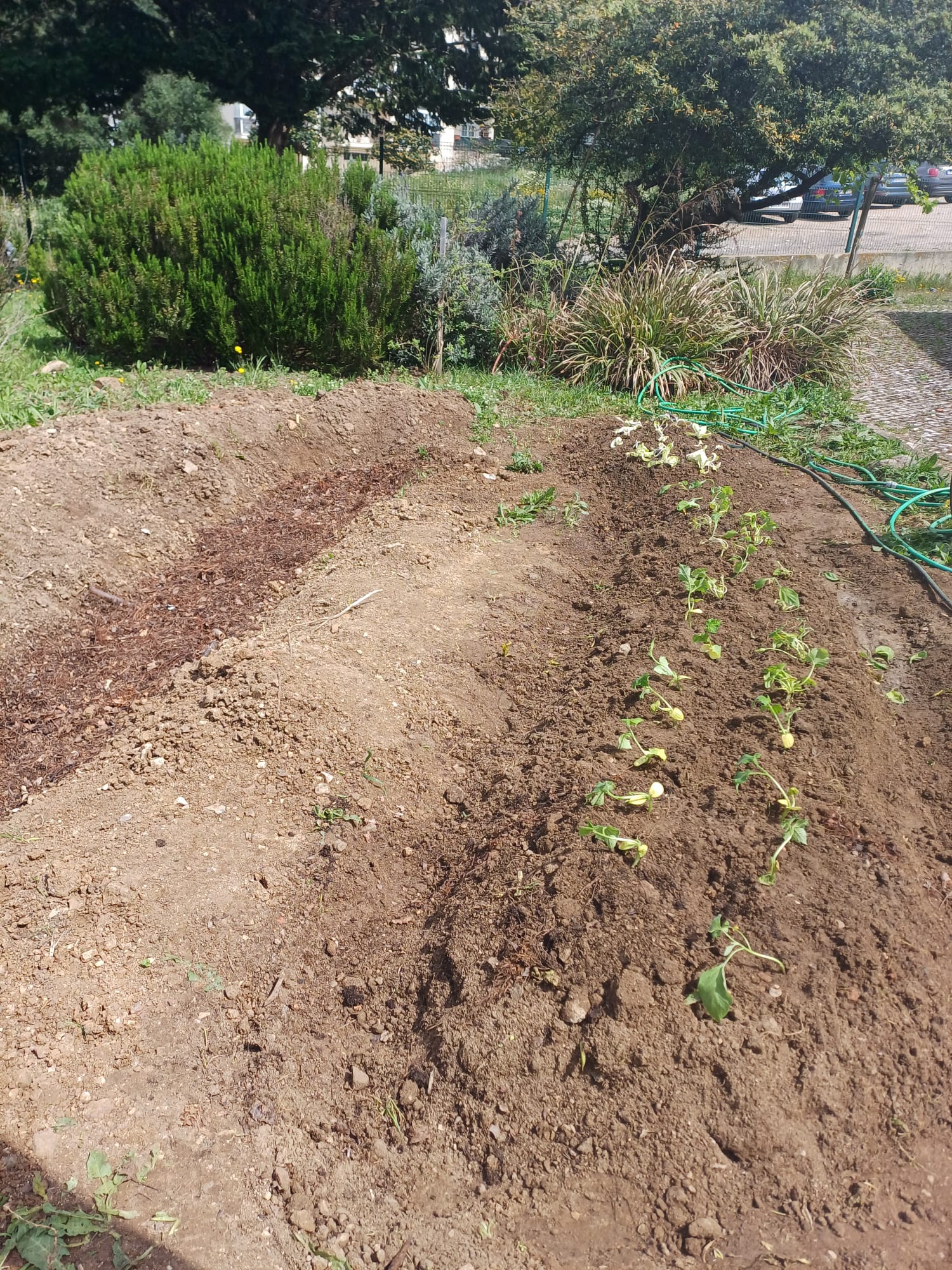 Cresceram todas as espécies plantadas: alfaces, courgettes, abóboras e beringelas (4).