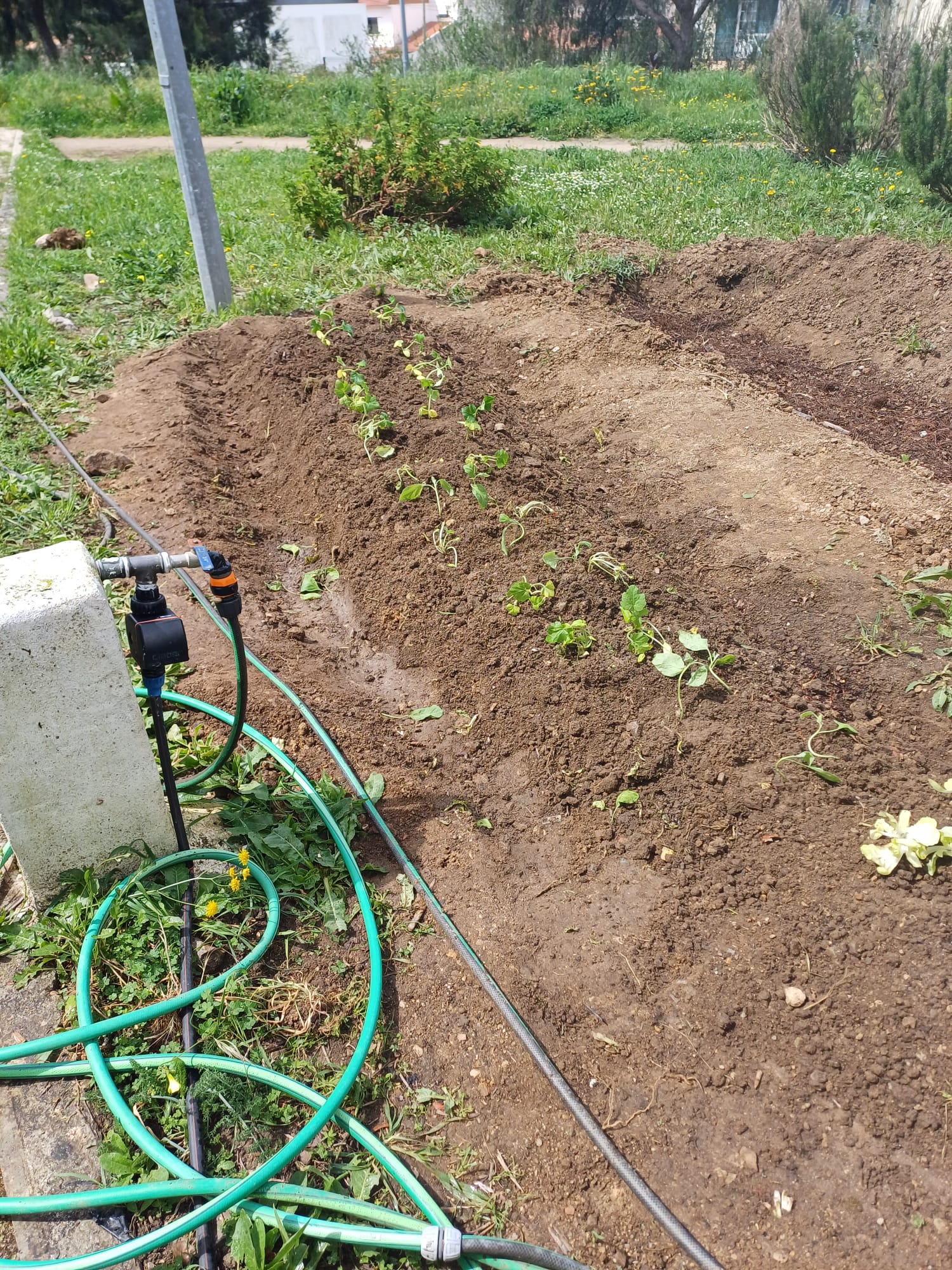 Cresceram todas as espécies plantadas: alfaces, courgettes, abóboras e beringelas (1).