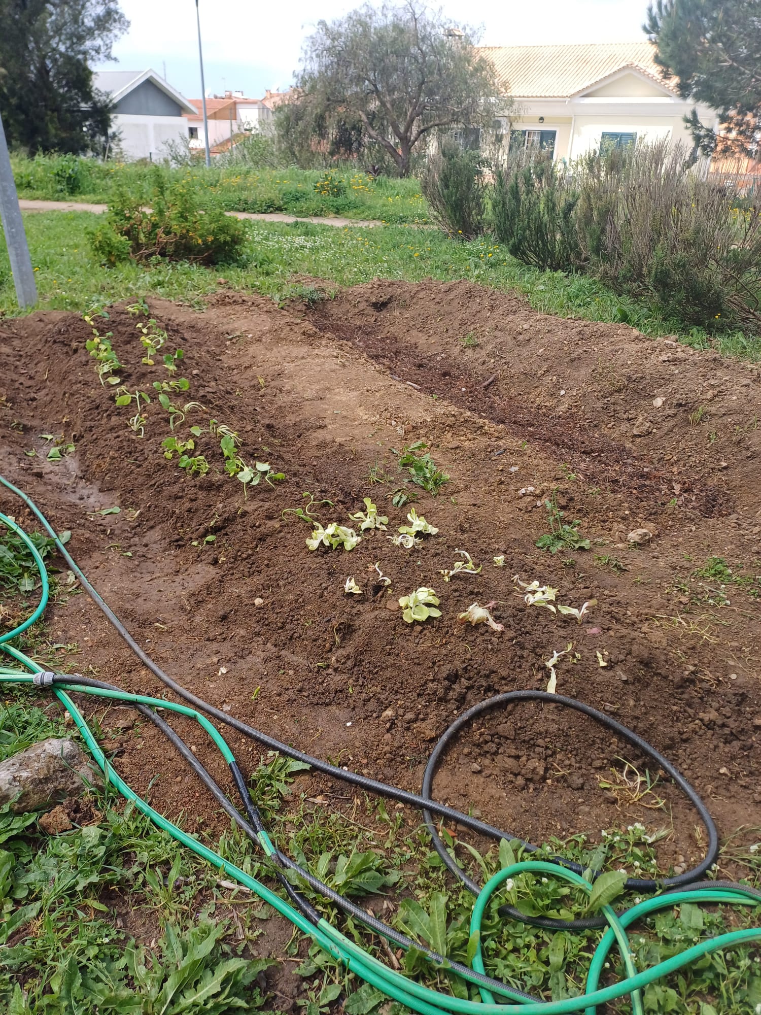 Cresceram todas as espécies plantadas: alfaces, courgettes, abóboras e beringelas (3).