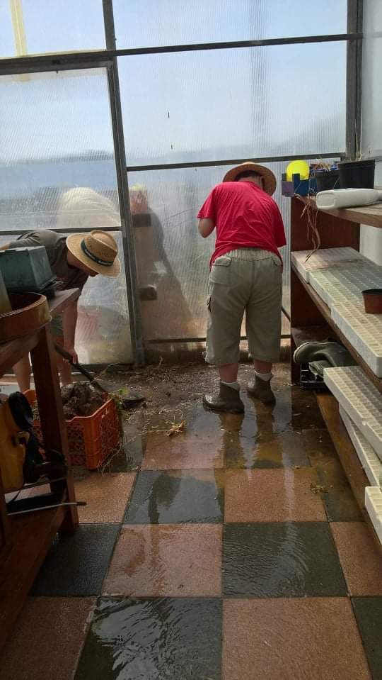Limpeza da Estufa