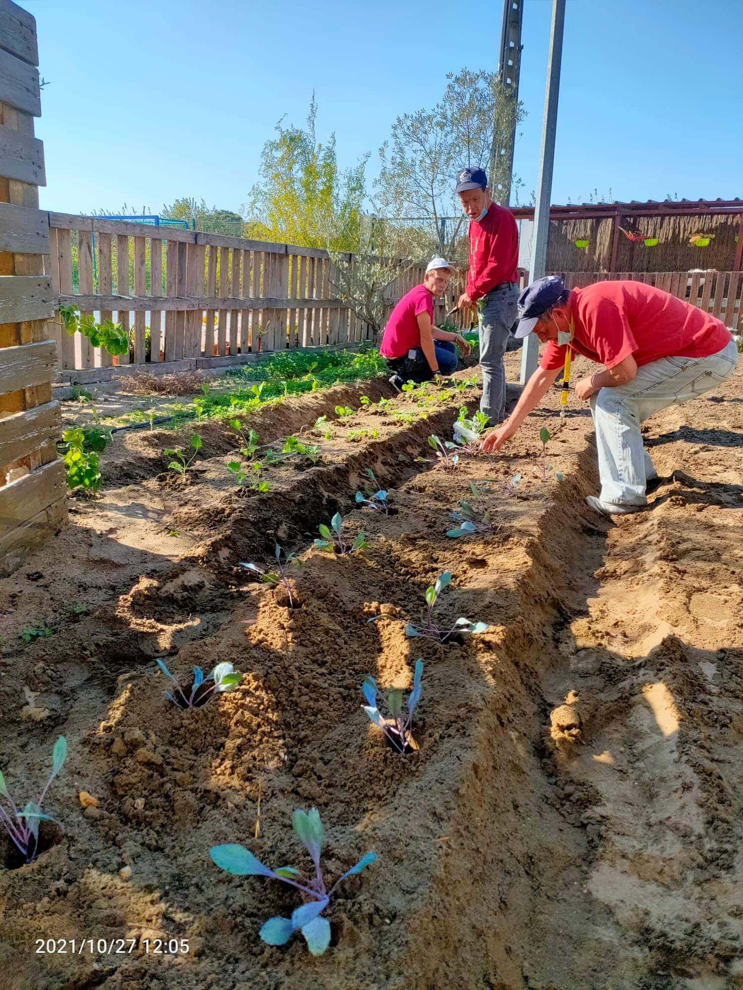 plantação de diferentes plantas