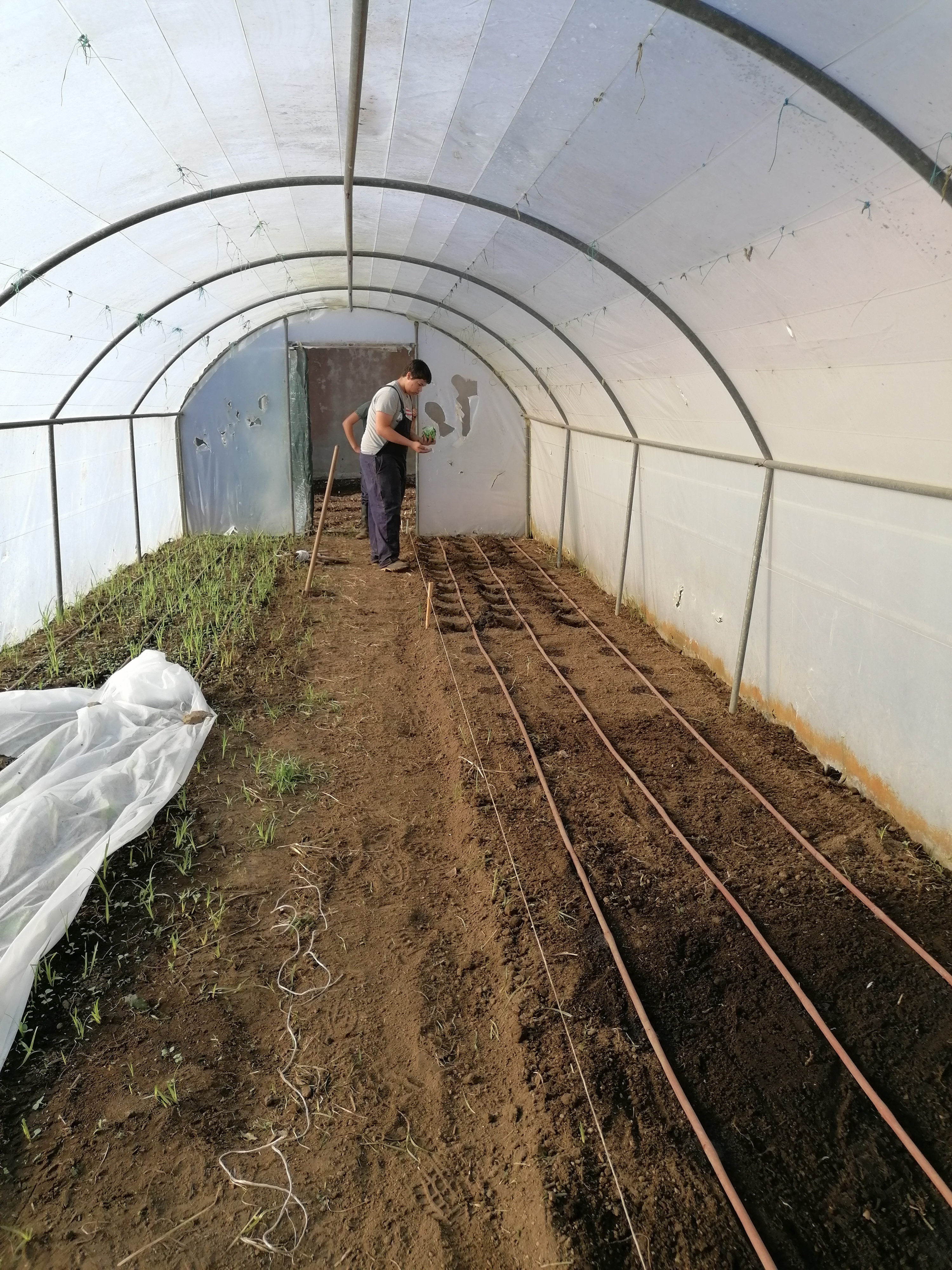 Preparação do terreno na estufa (alunos 9ºE).