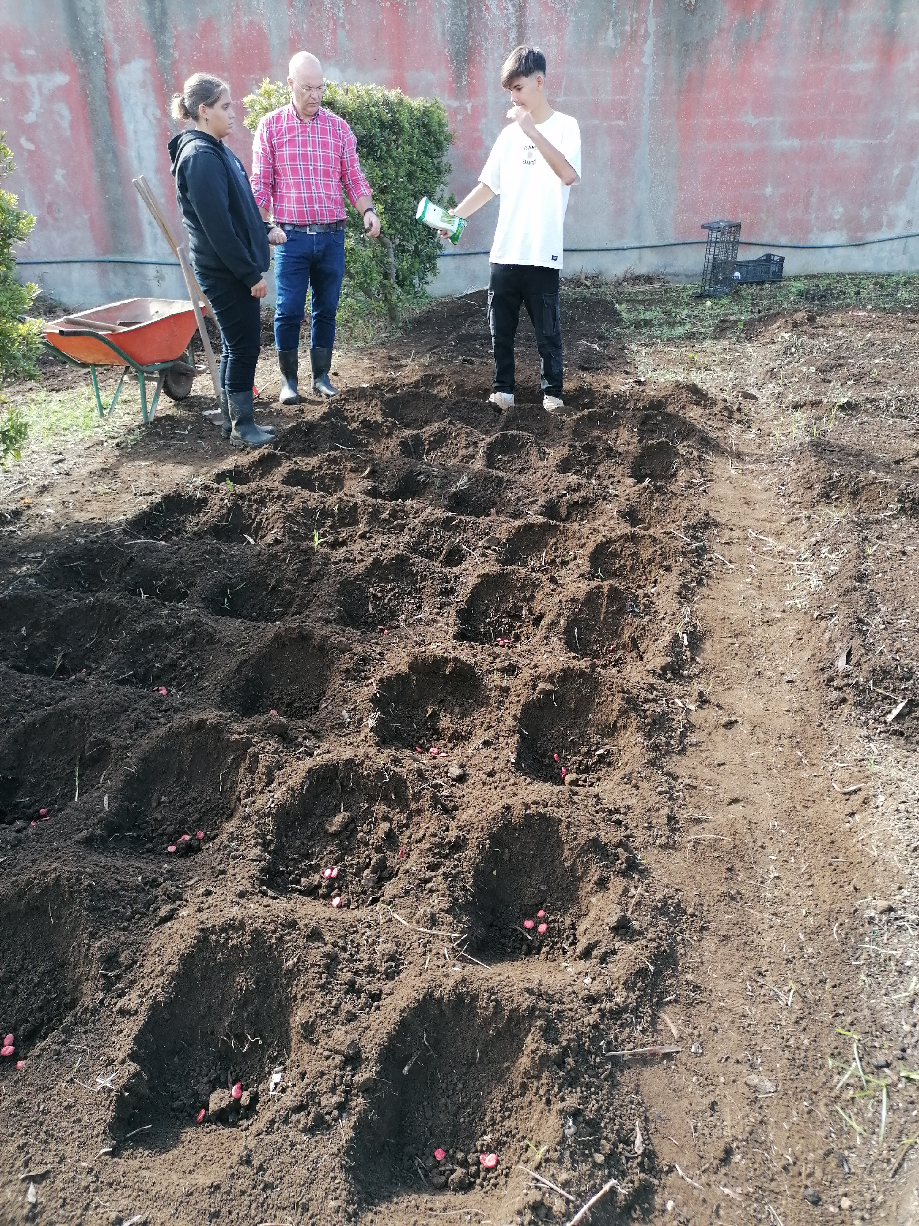 Sementeira de favas (alunos PP1A).