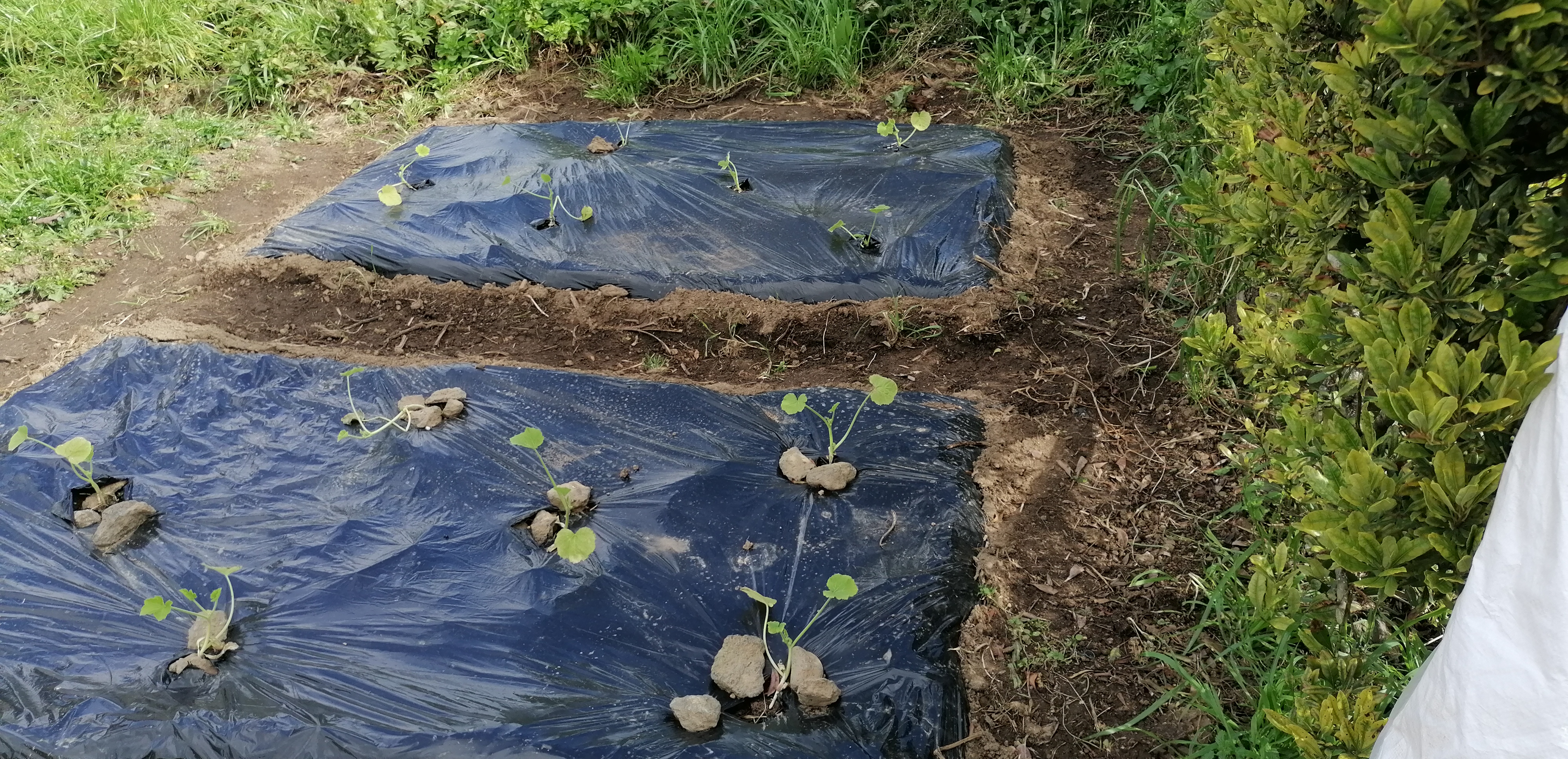 Plantação de courgetes com cobertura de plástico.