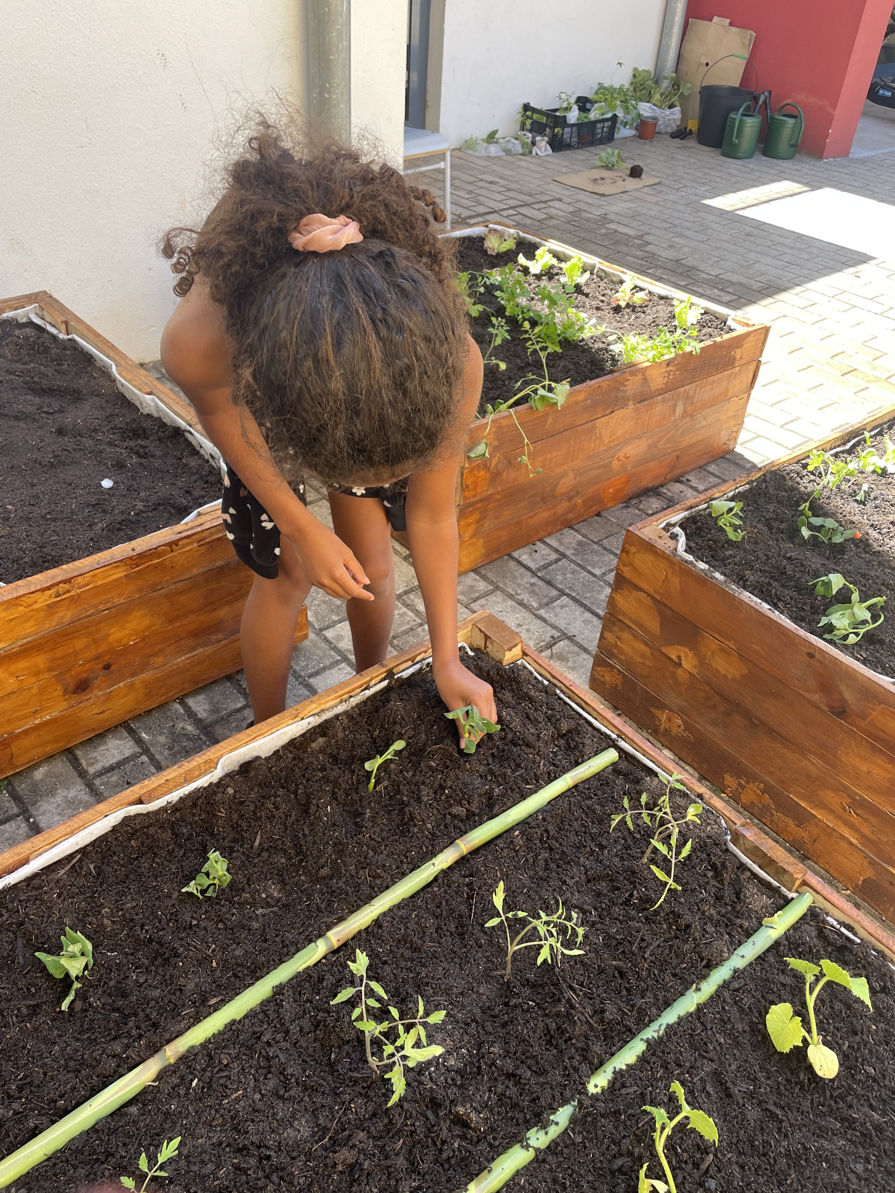 Plantação