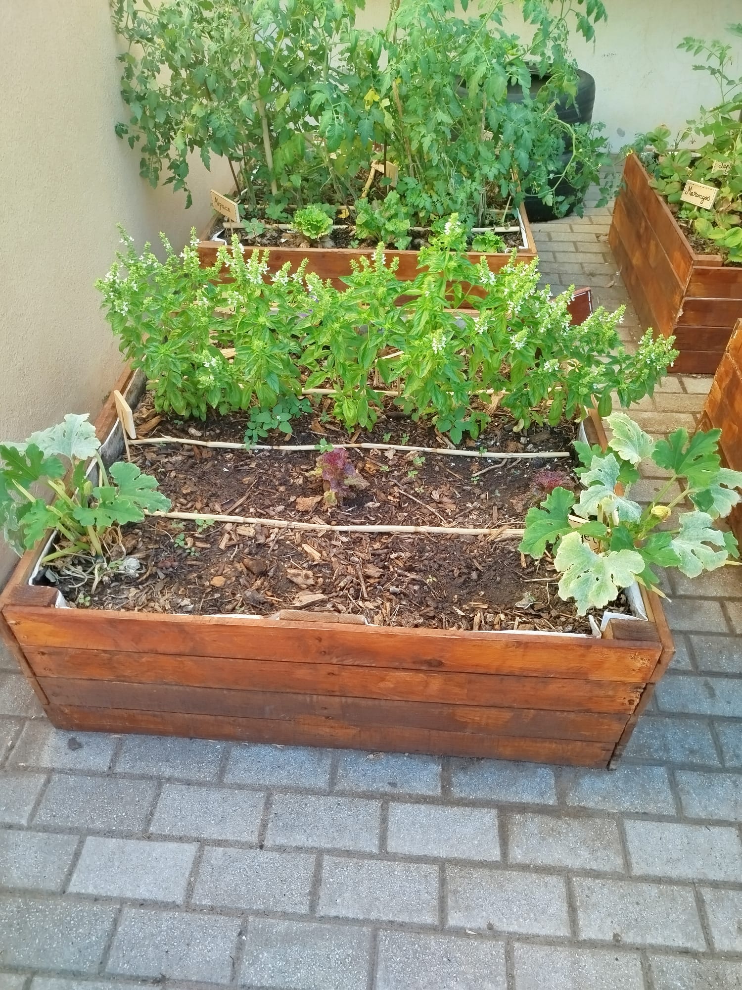 Horta em crescimento