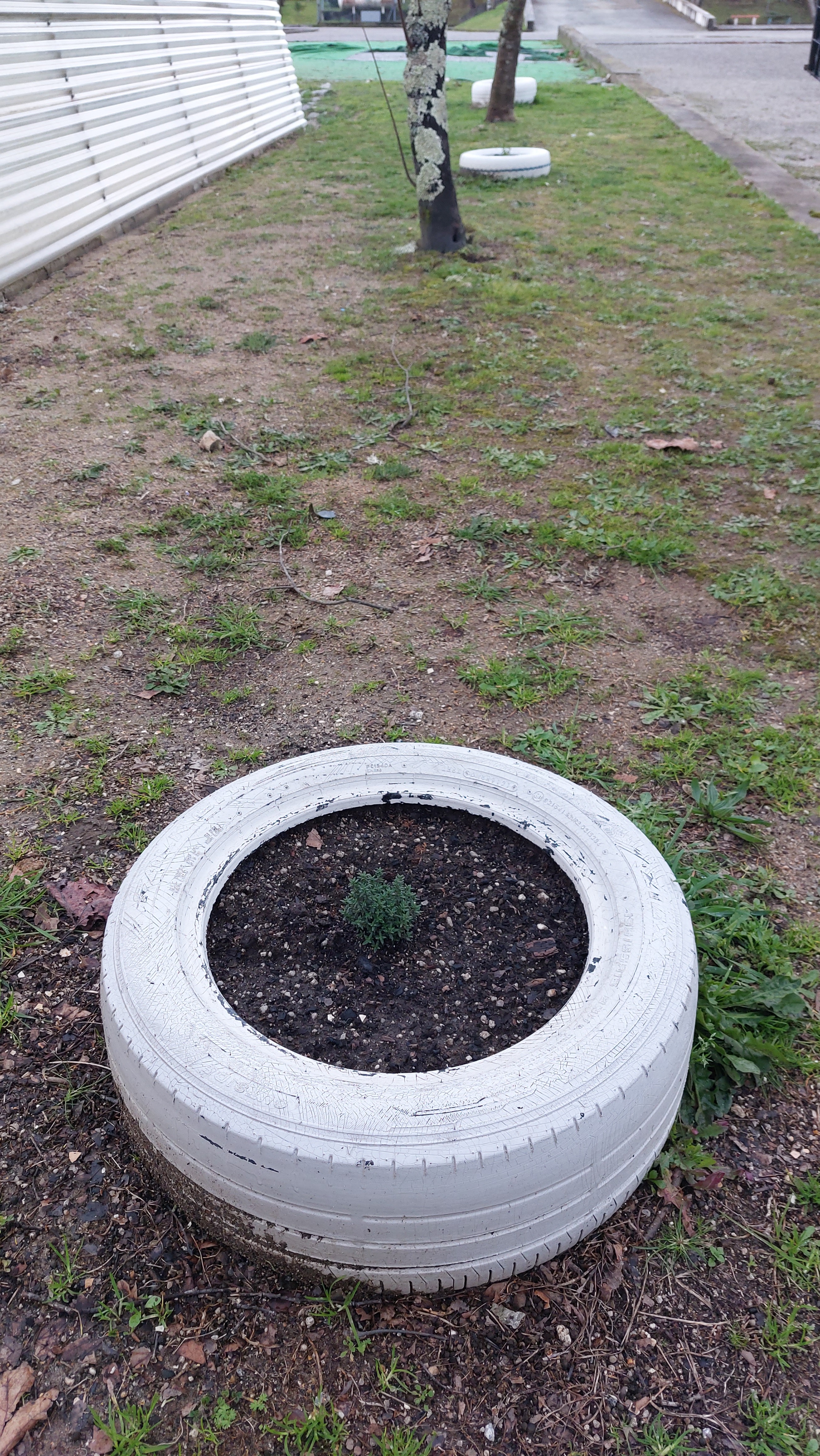 Plantação de aromáticas.