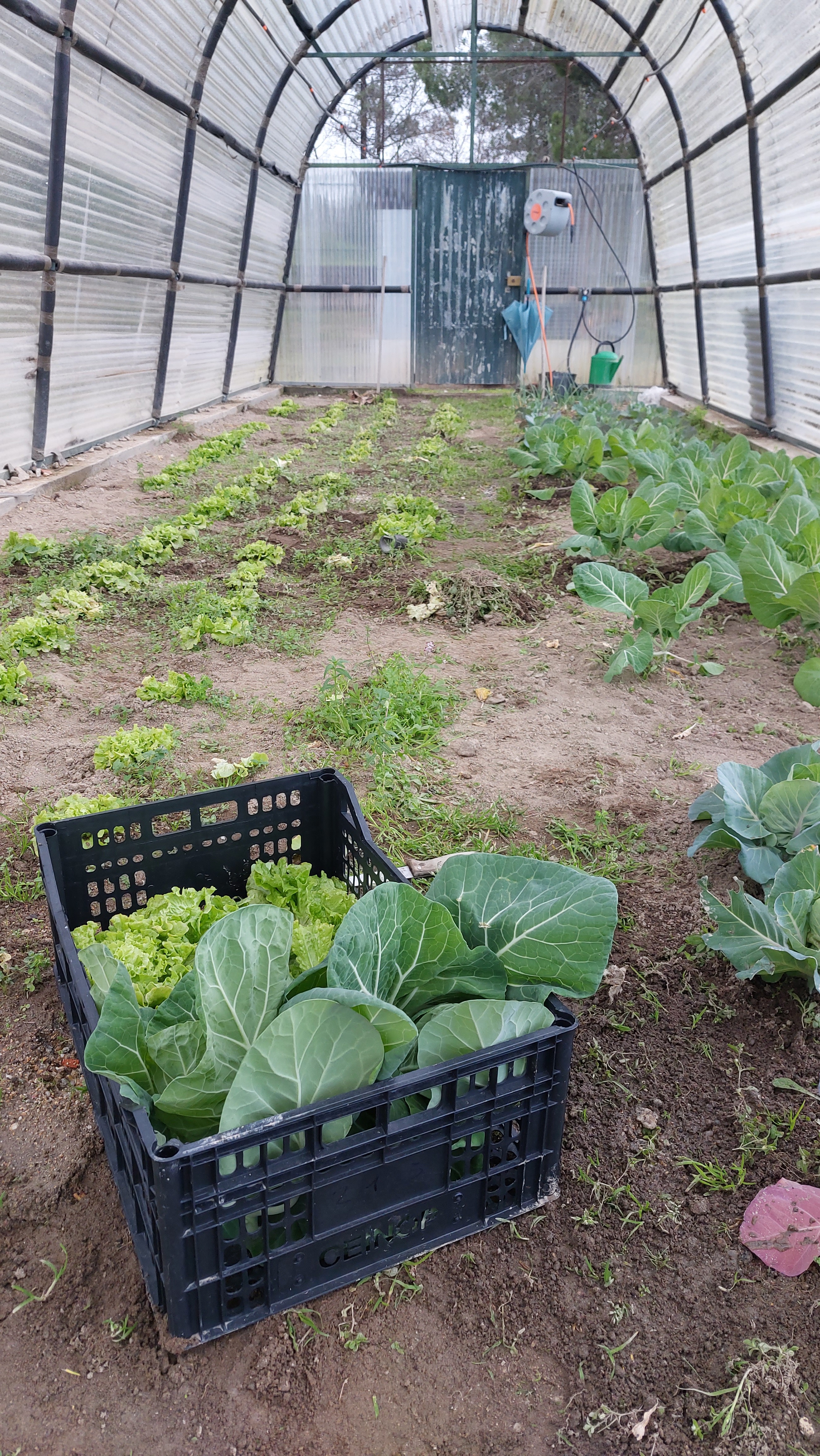 Recolha de produtos hortícolas