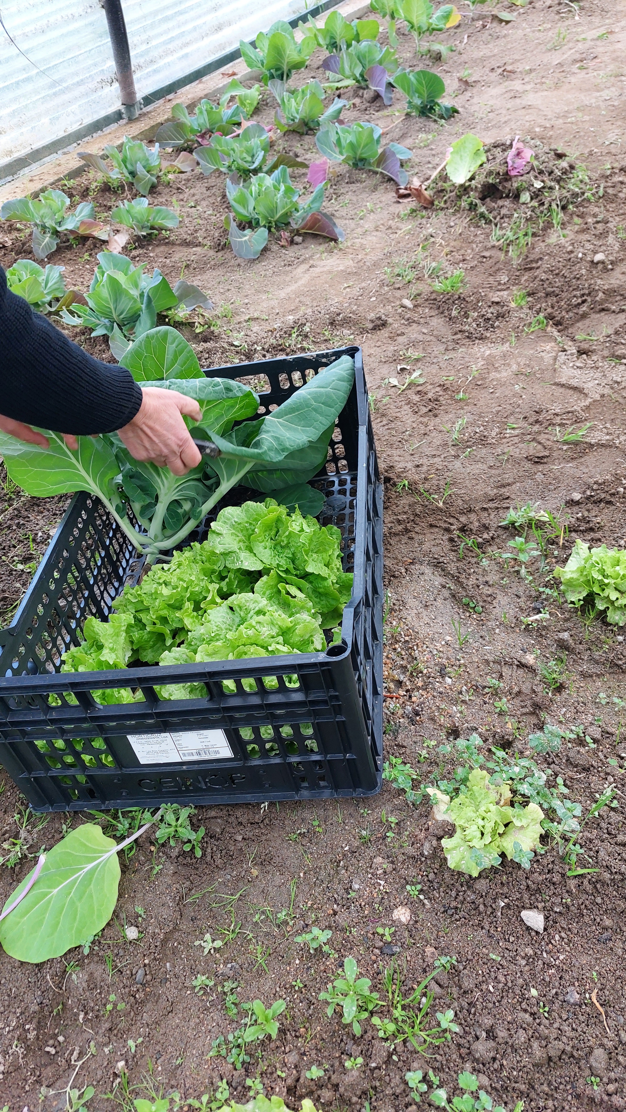 Recolha de produtos hortícolas